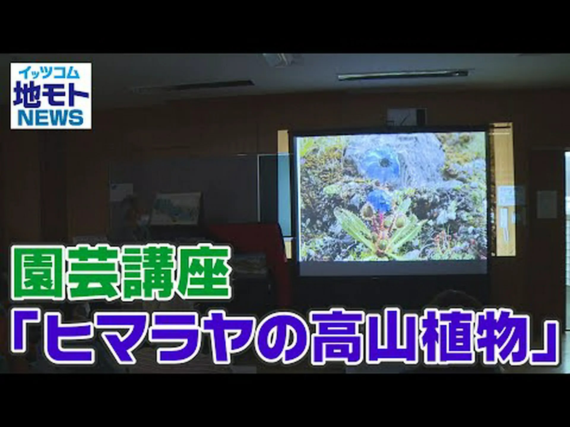 高山植物 高山植物