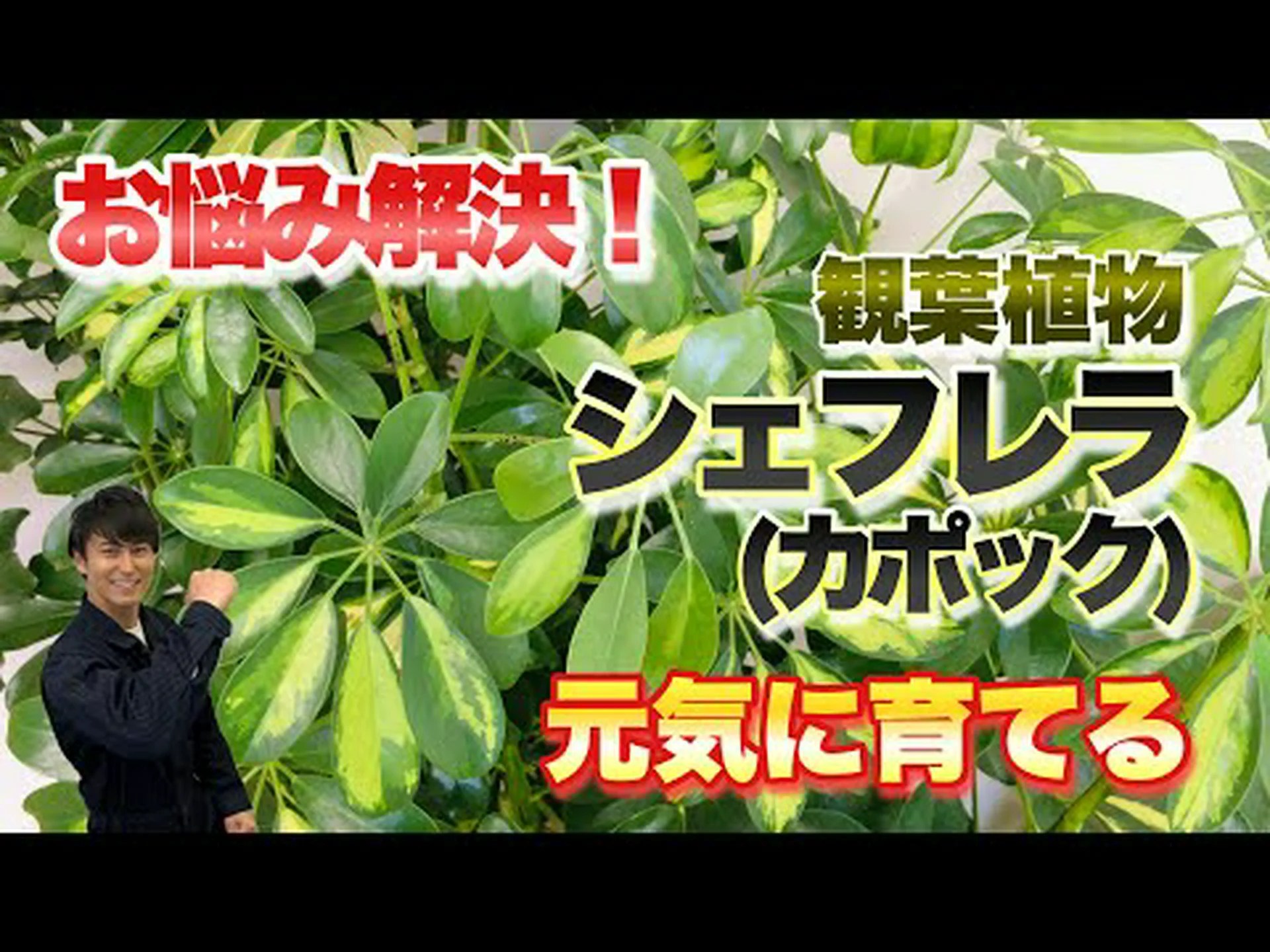 シルクベアリング アラジア、カポック、残酷な植物 シルクベアリング アラジア、カポック、残酷な植物