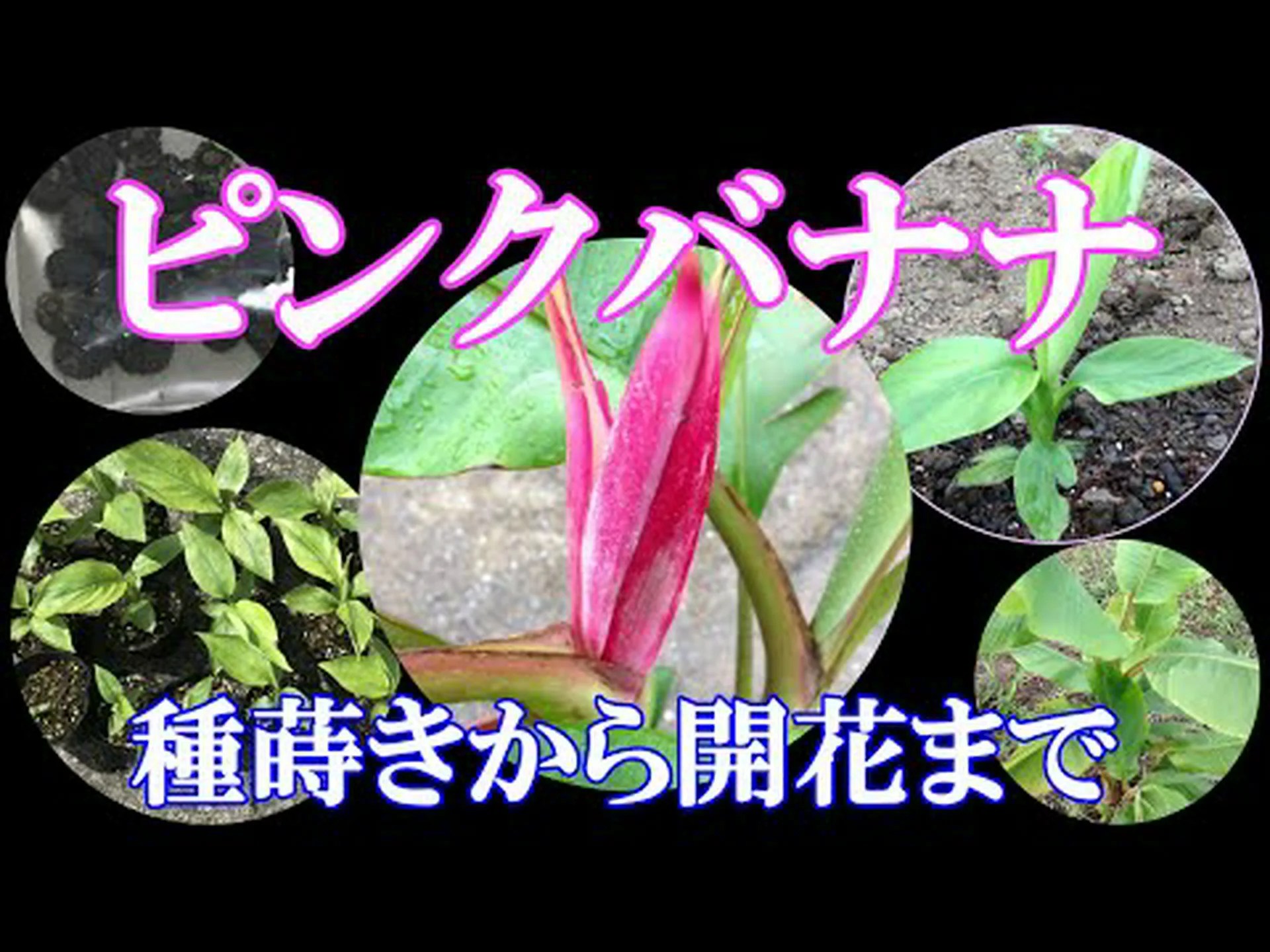 ピンクのバナナの木、ピンクの花を持つバナナの木 ピンクのバナナの木、ピンクの花を持つバナナの木