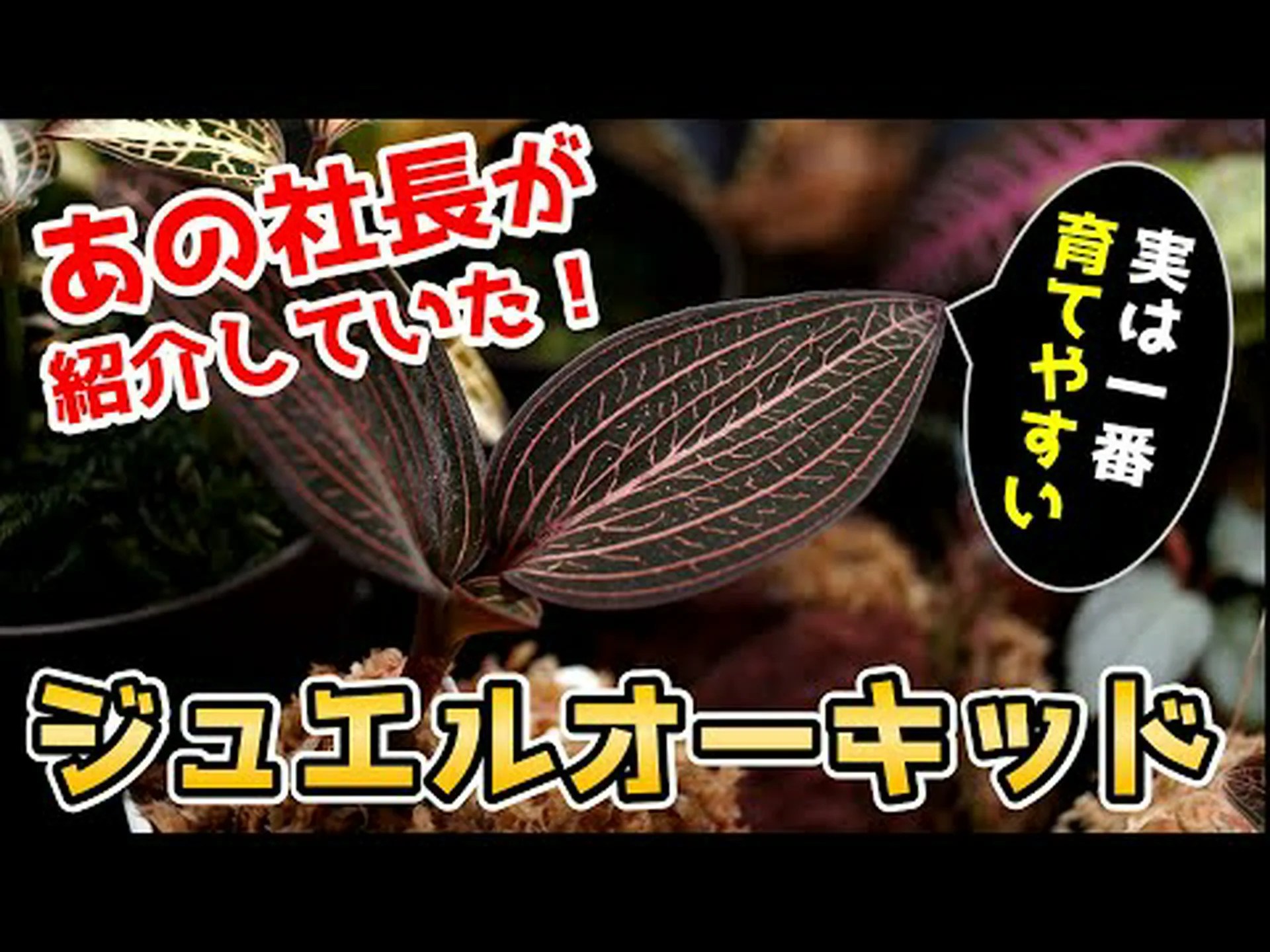 ジンジャーオーキッド ジンジャーオーキッド