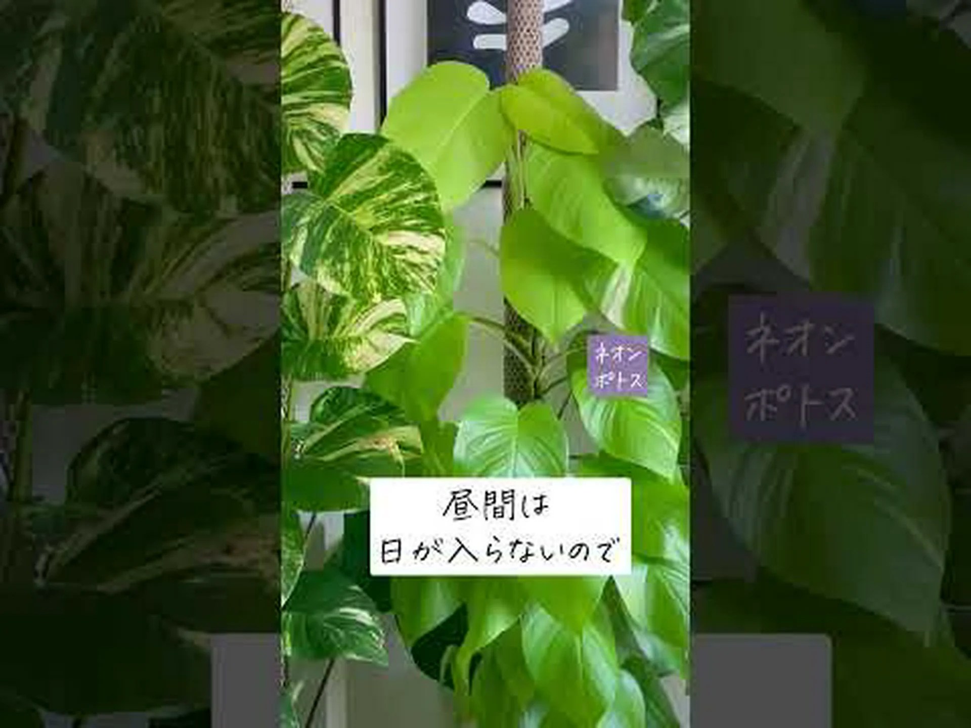 シュミーユの芳香植物園カミフォリア (49) シュミーユの芳香植物園カミフォリア (49)