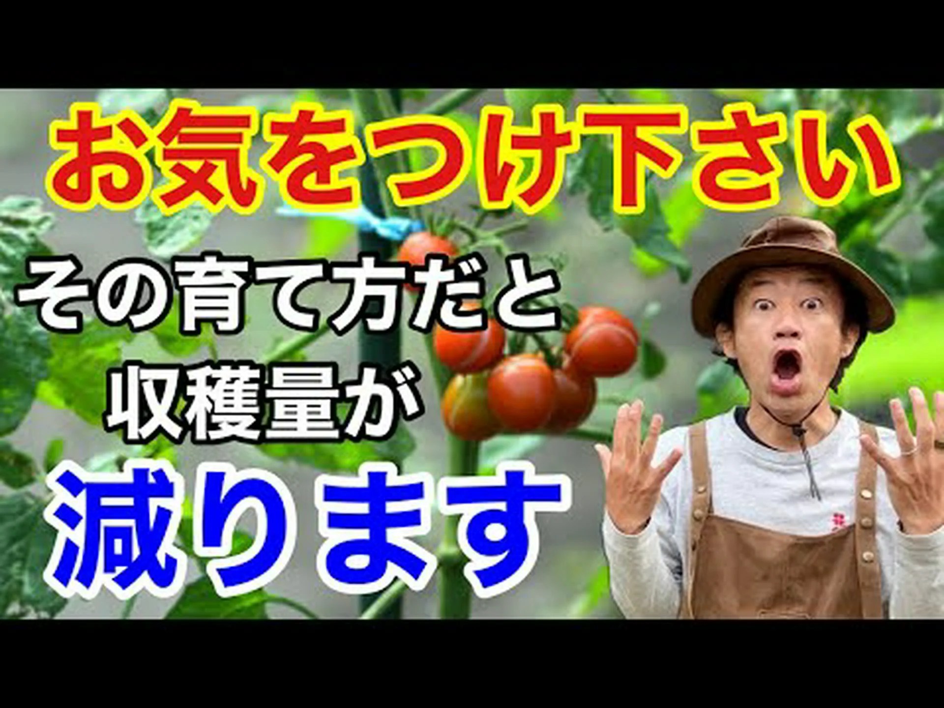 トマトを育てる トマトを育てる