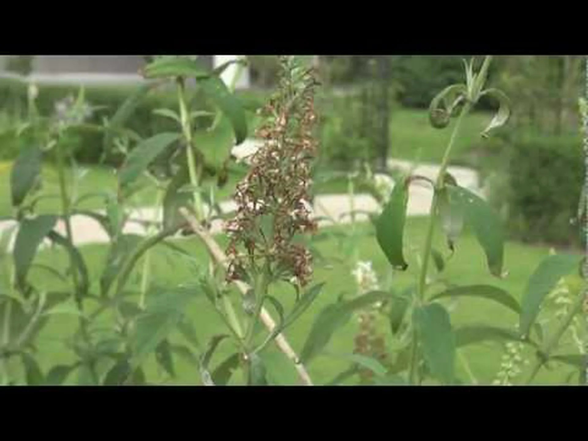 蝶の木、デビッド神父のブッドリア 蝶の木、デビッド神父のブッドリア