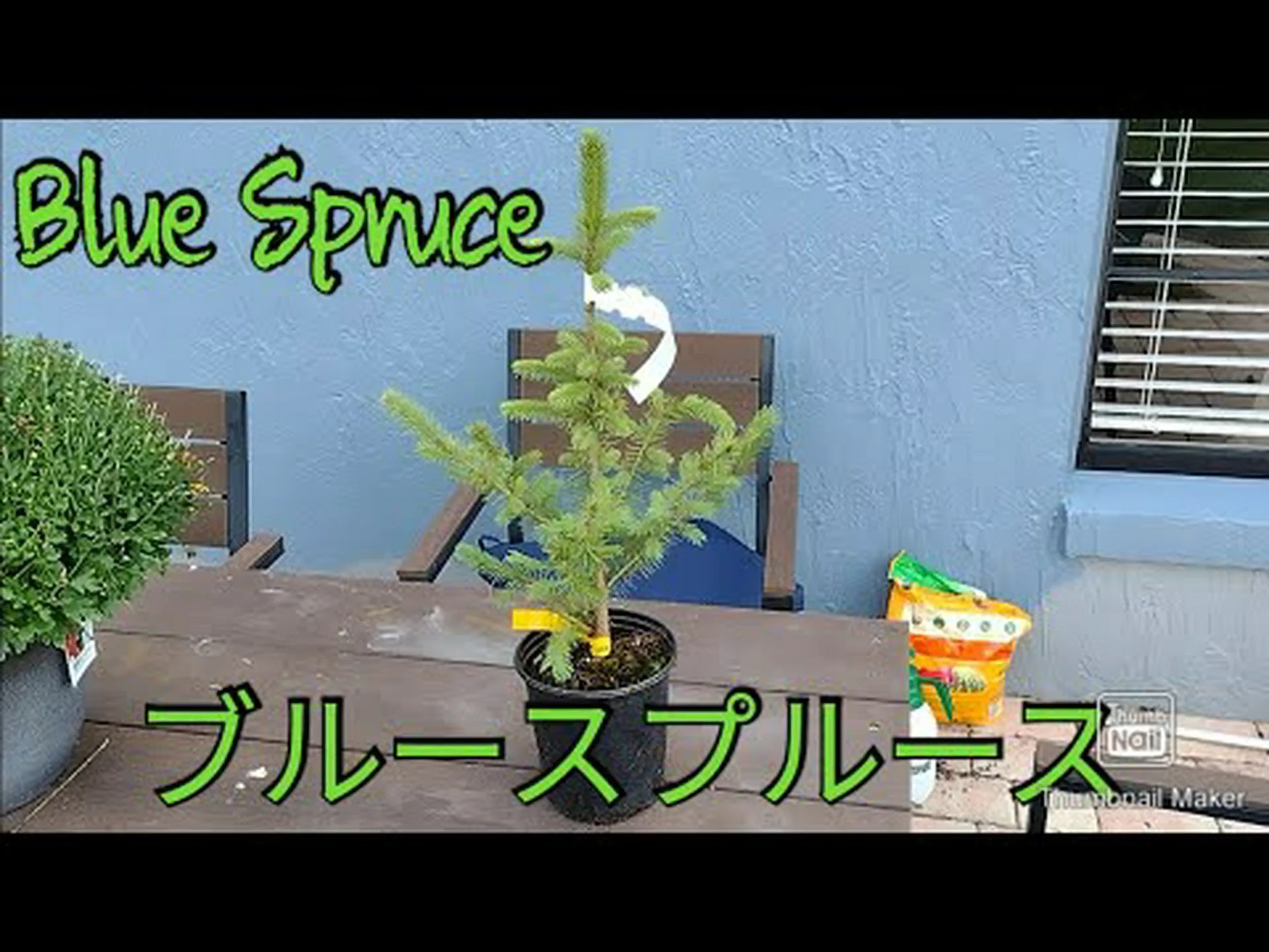 コロラドスプルース、ブルーモミ、ブルースプルース コロラドスプルース、ブルーモミ、ブルースプルース