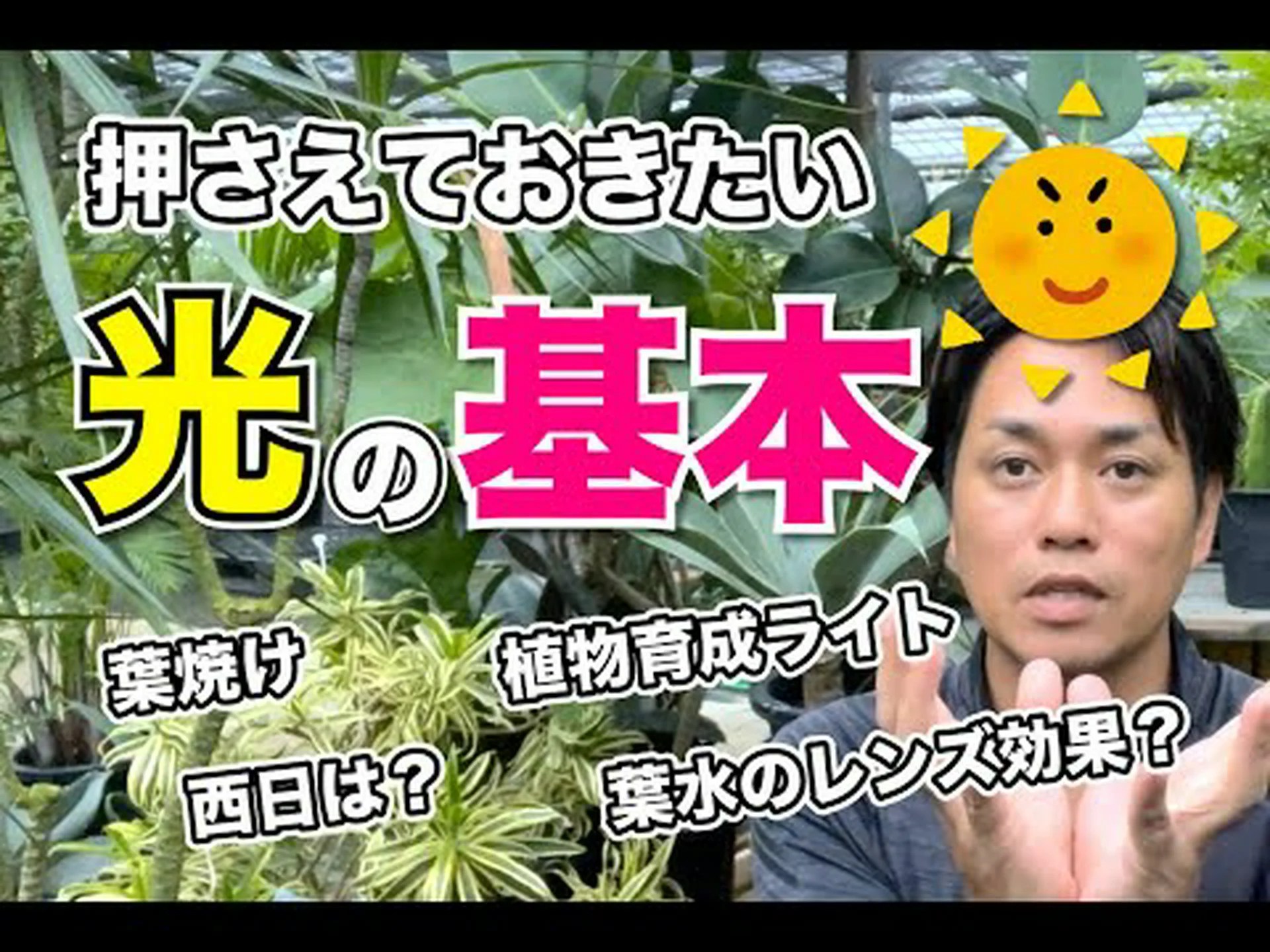 観葉植物と光 観葉植物と光