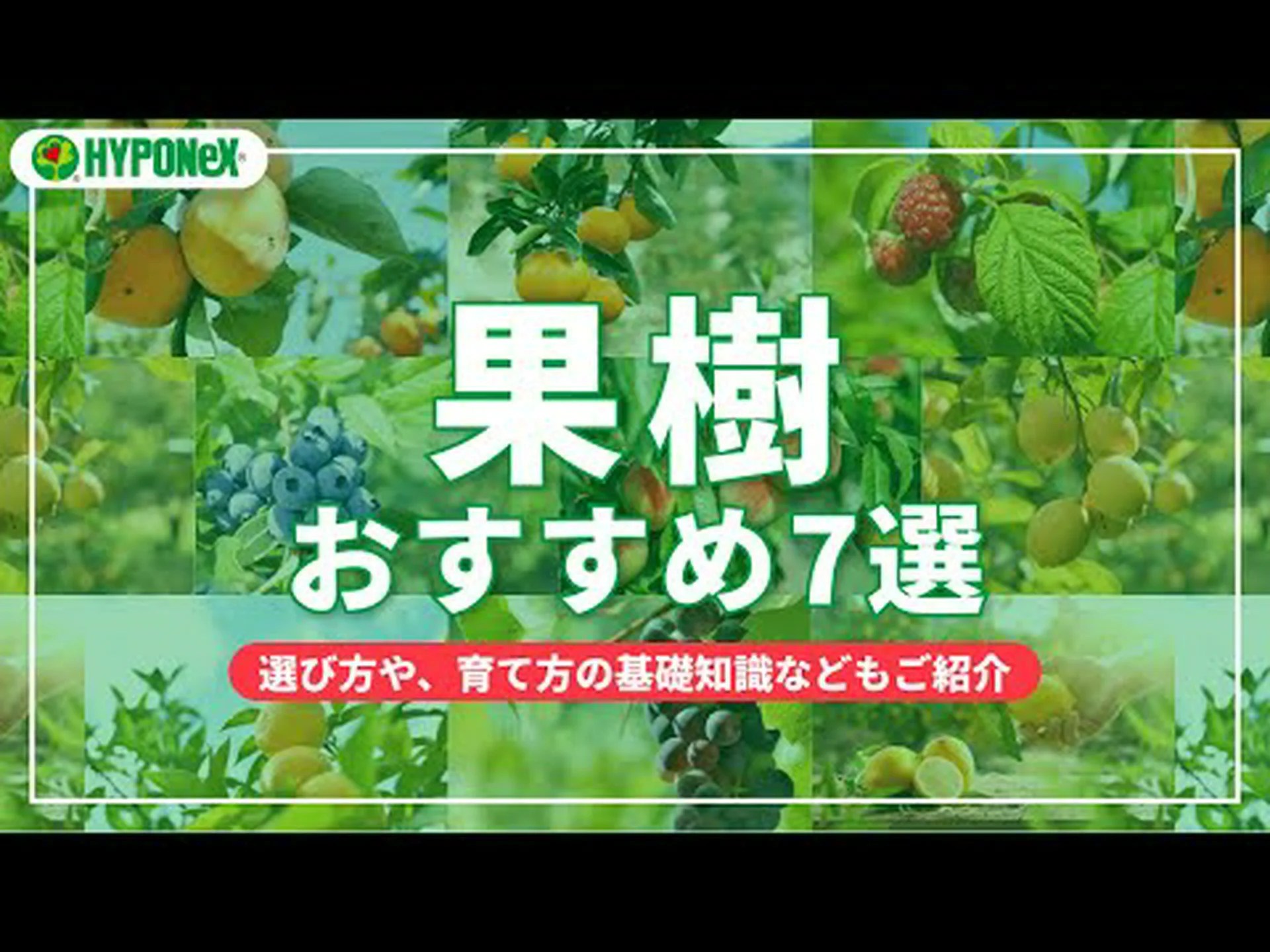 実果皮、7 つの樹皮を持つ木材 実果皮、7 つの樹皮を持つ木材