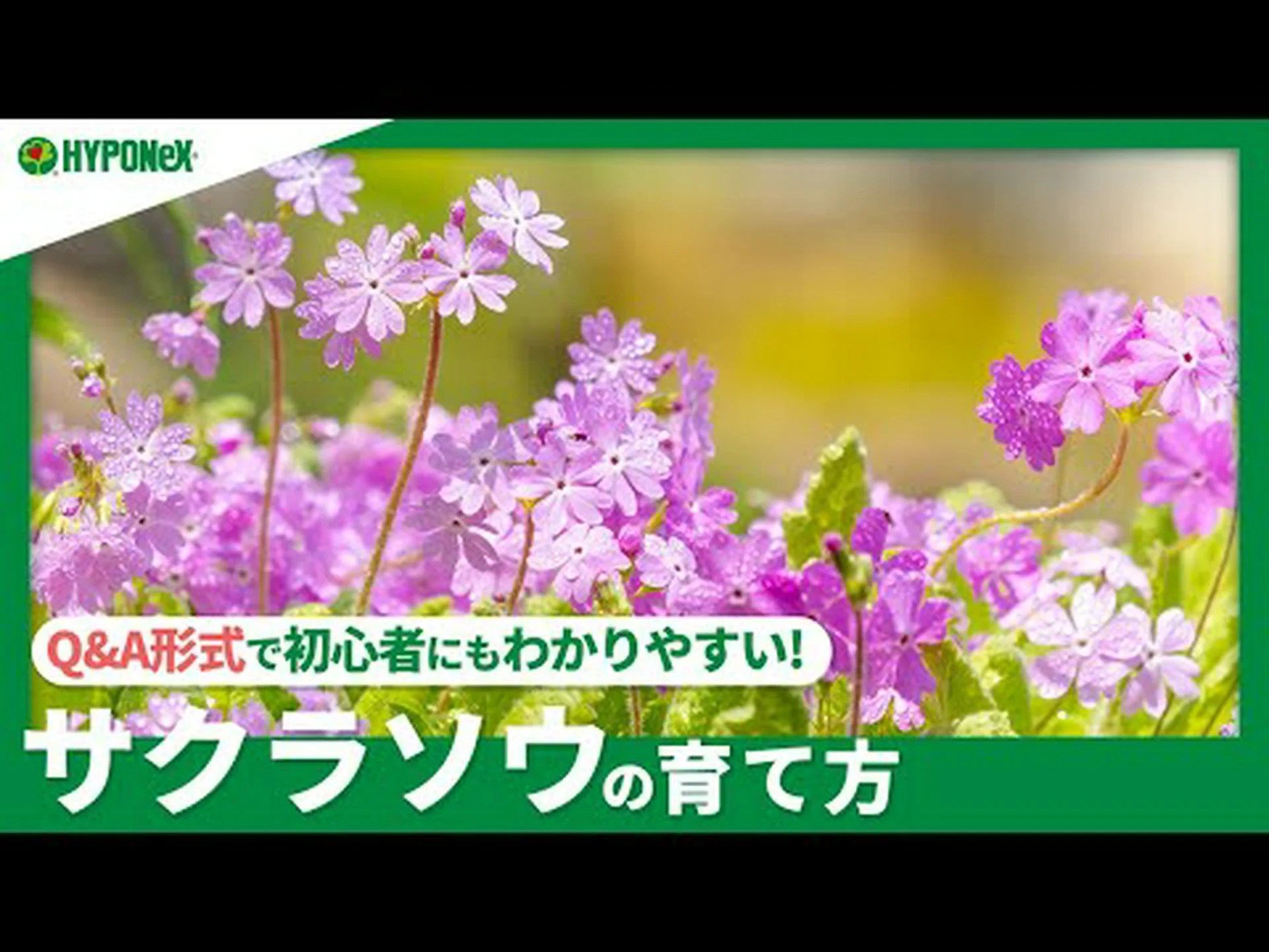 サクラソウを増やす サクラソウを増やす