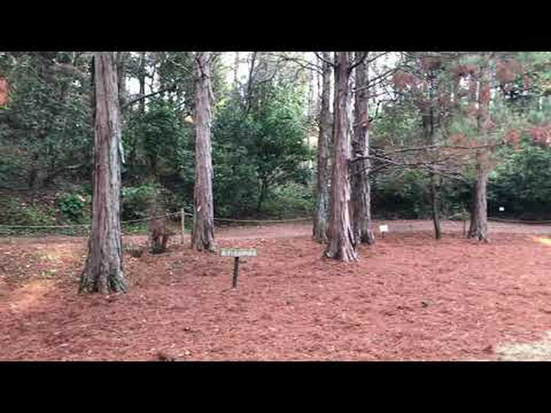 サセ騎士団の中世の植物園 (49) サセ騎士団の中世の植物園 (49)