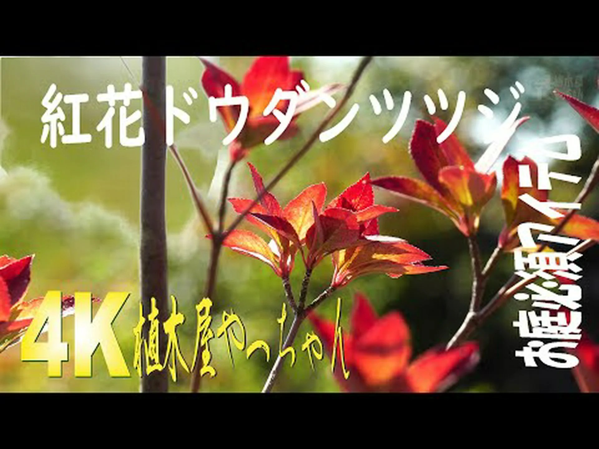 ドウダンツツジ ドウダンツツジ