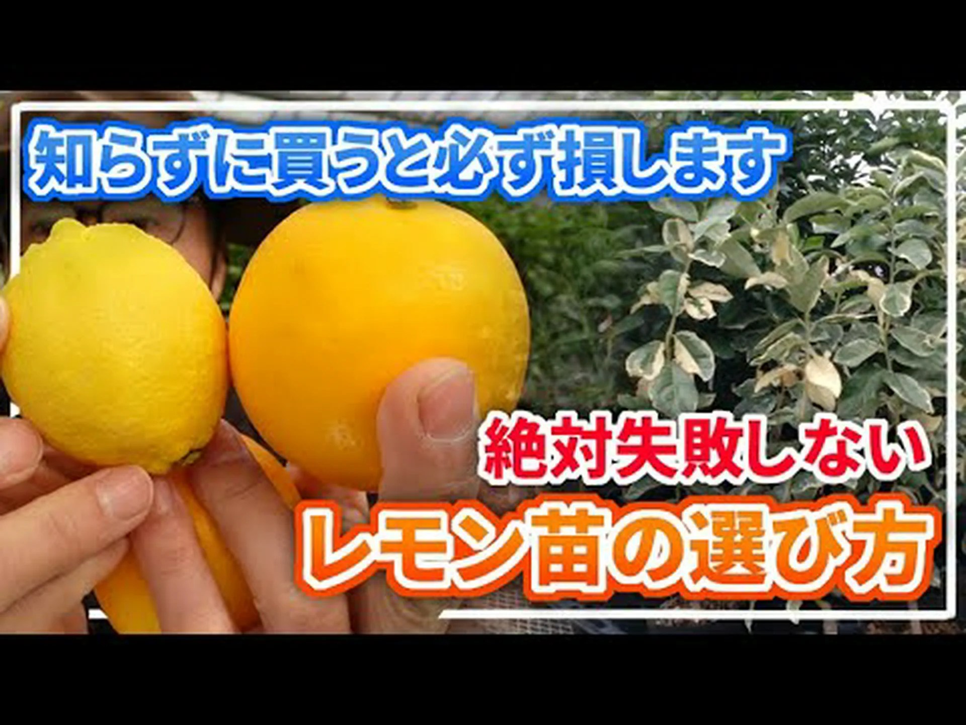 マイヤーレモンの木 マイヤーレモンの木