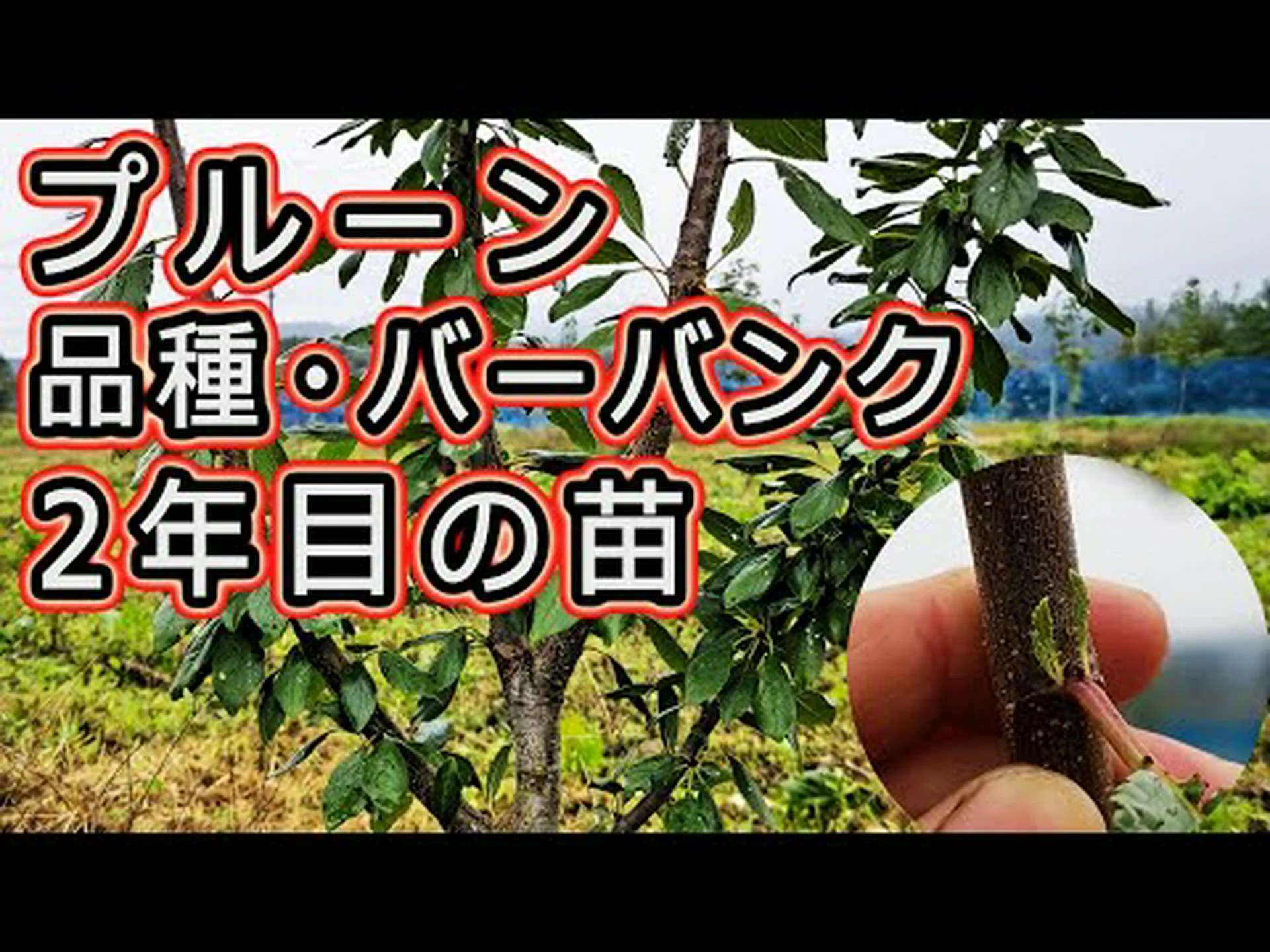 アジャンプルーン アジャンプルーン