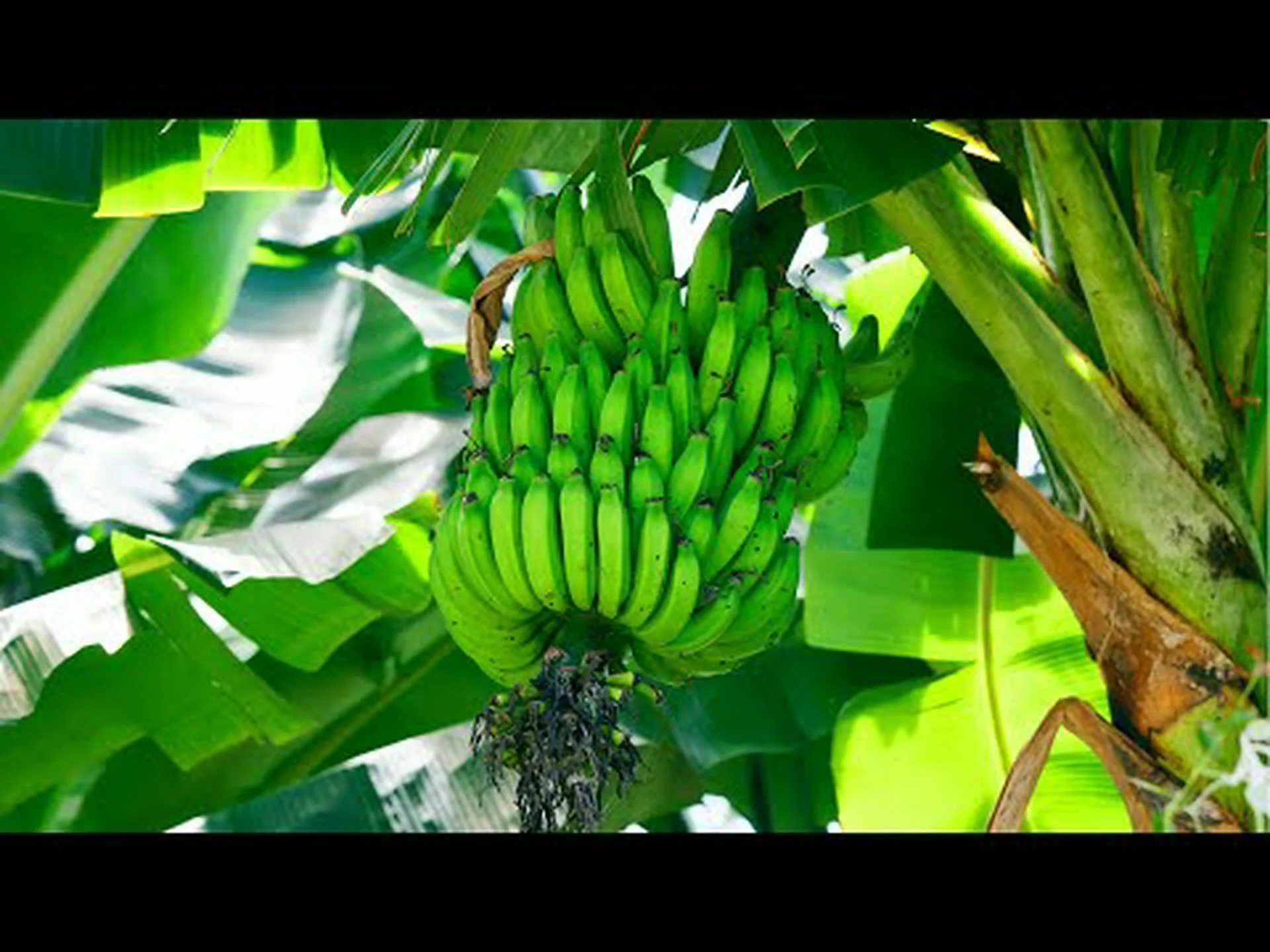 タスマニアペッパー タスマニアペッパー