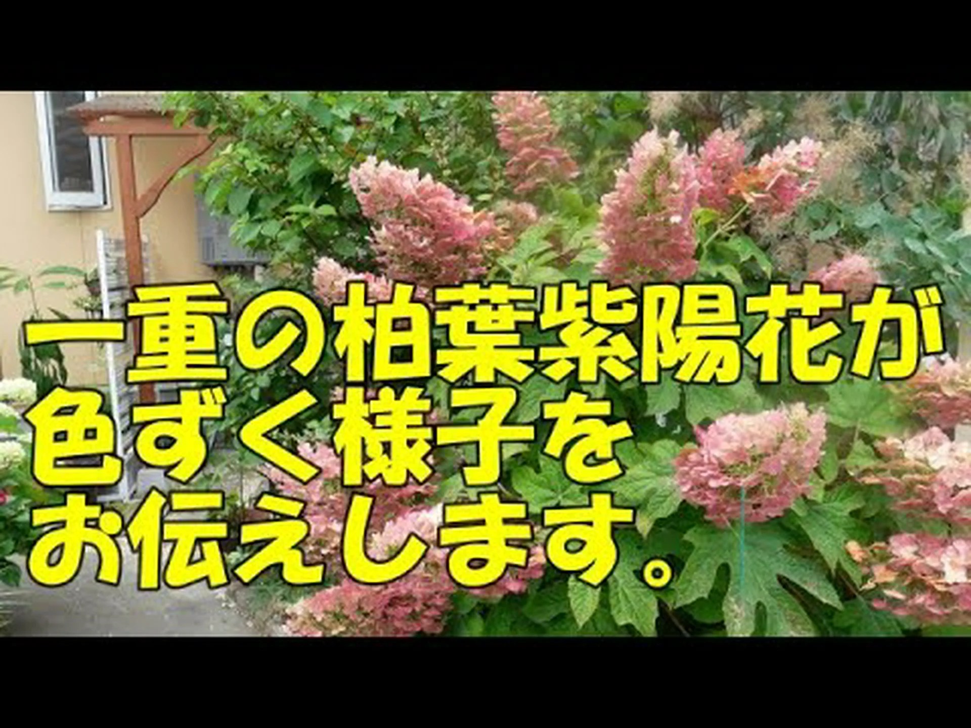 カシワアジサイ カシワアジサイ