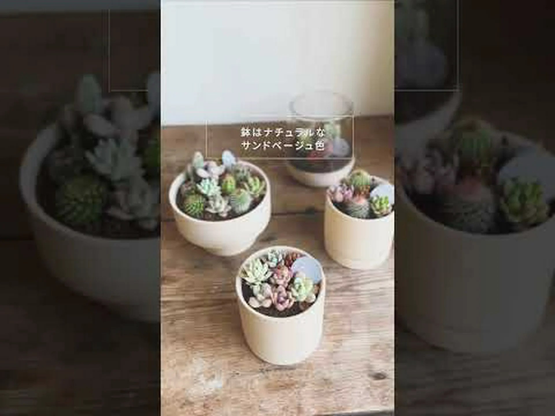 サボテンキャンドル サボテンキャンドル