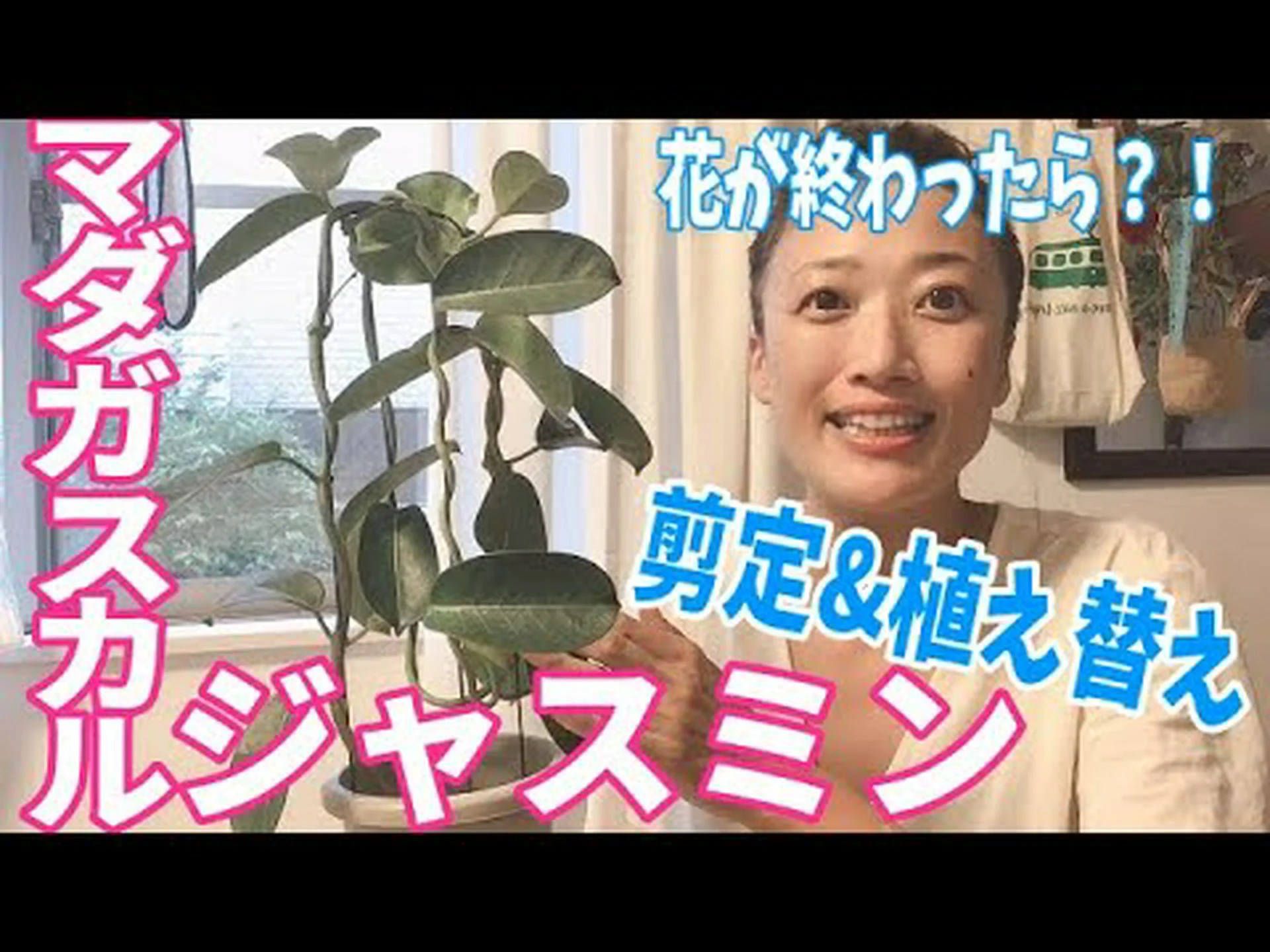 マダガスカル産ツルニチニチソウ マダガスカル産ツルニチニチソウ