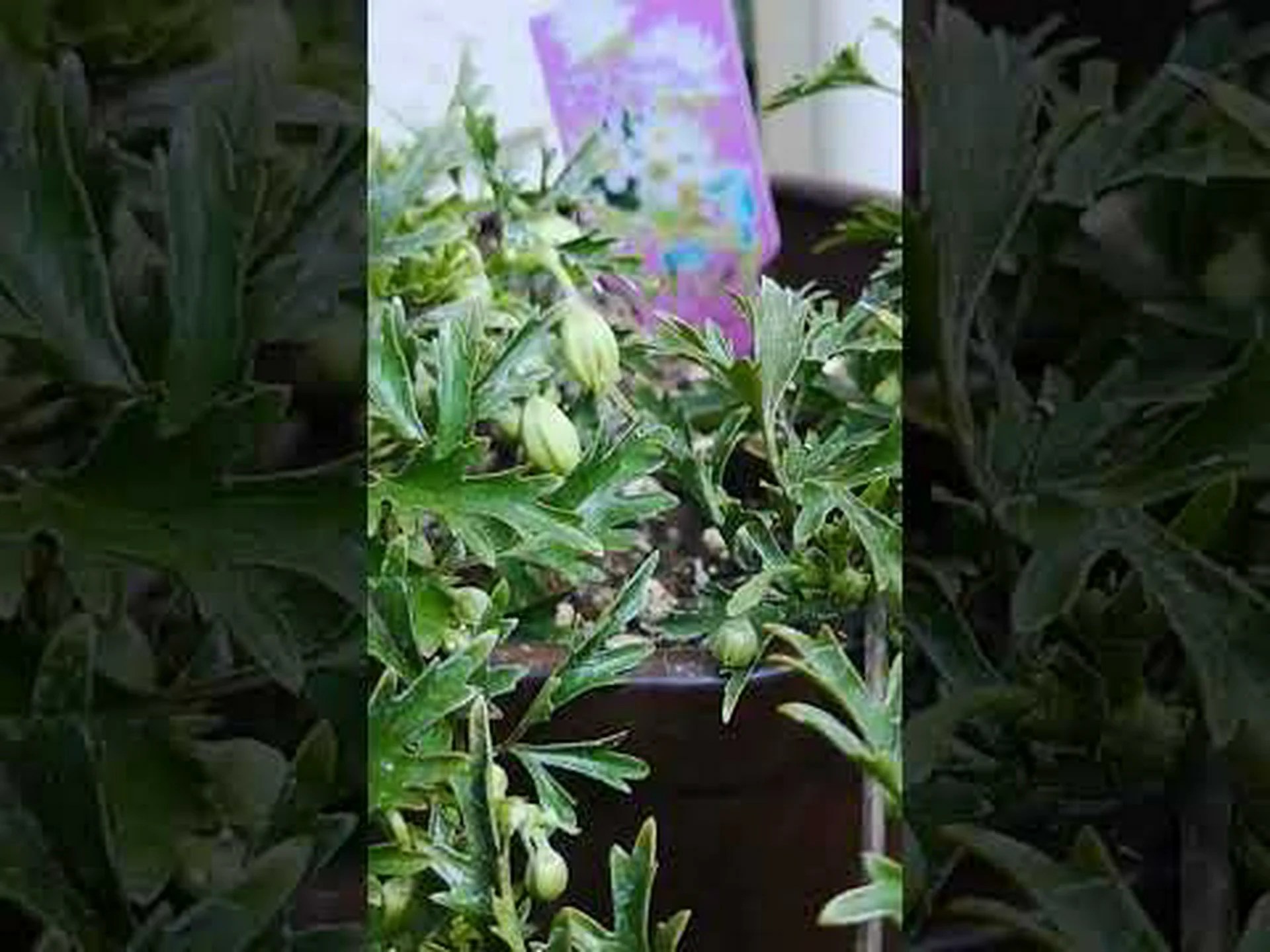 マウンテンクレマチス マウンテンクレマチス