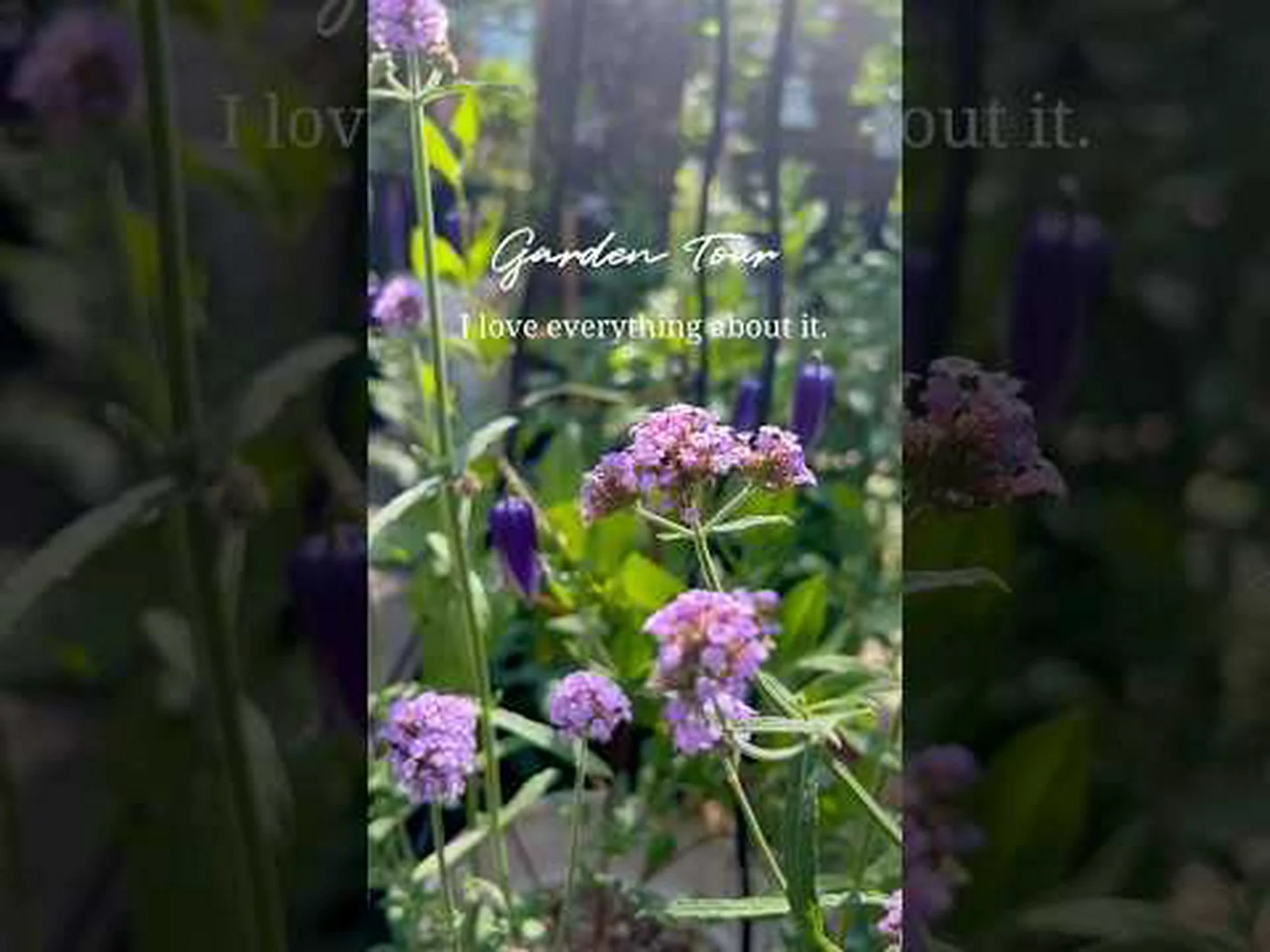 パープル ストリーム サーカス パープル ストリーム サーカス