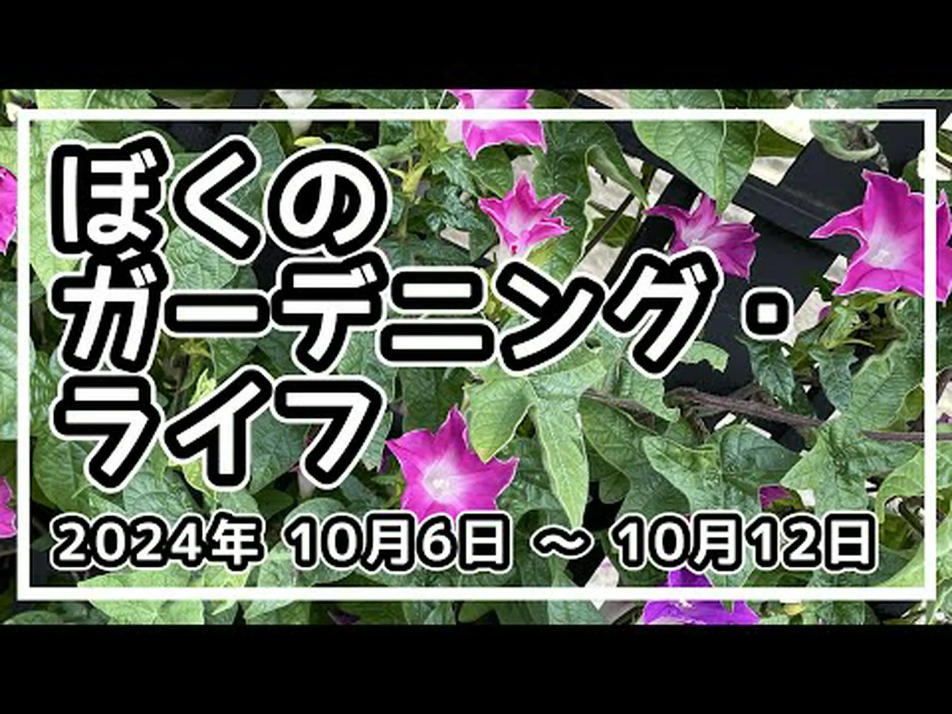 コルシカ産ラリシオパイン コルシカ産ラリシオパイン