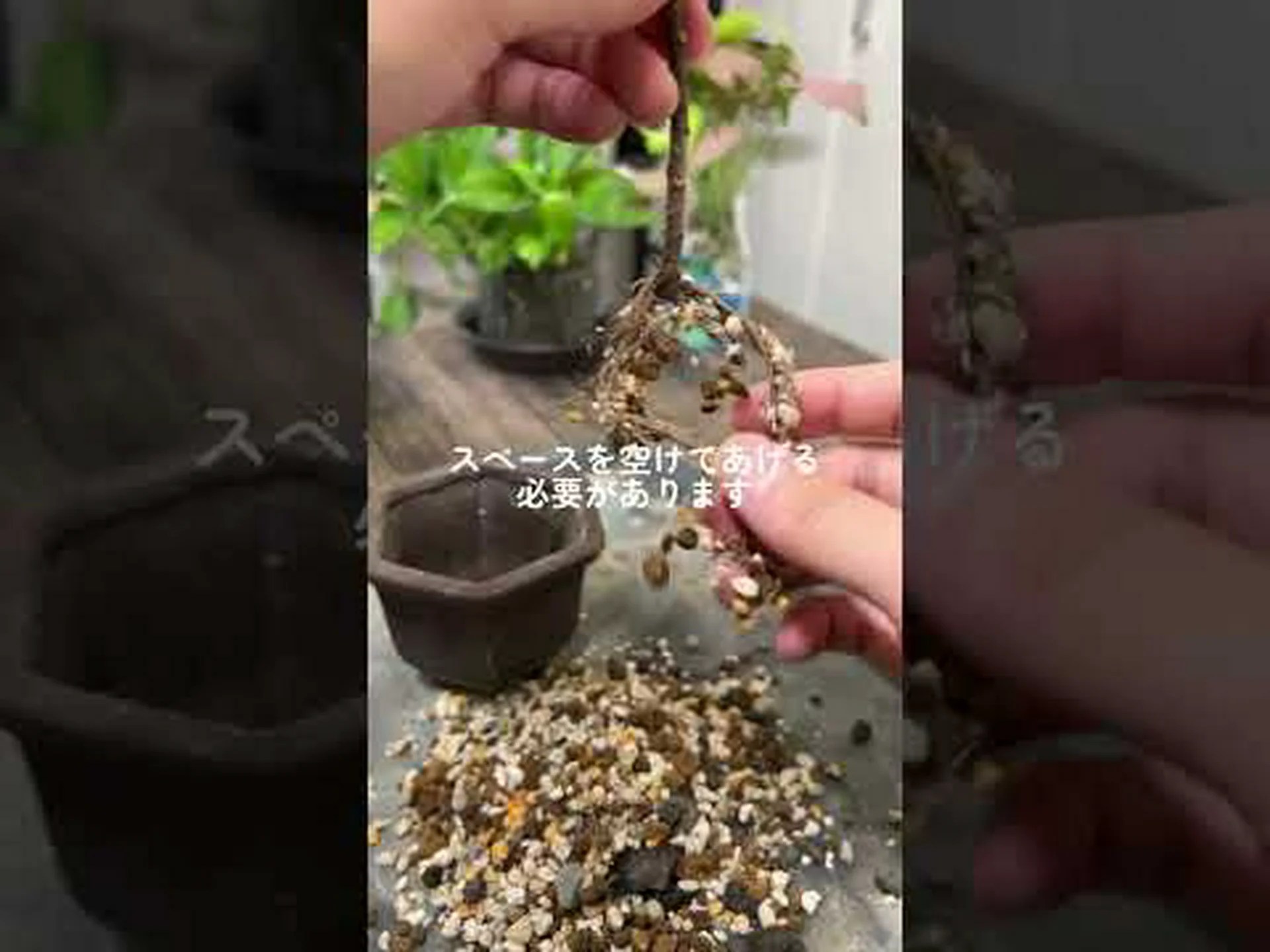 なぜ秋になると葉が落ちるのでしょうか? なぜ秋になると葉が落ちるのでしょうか?