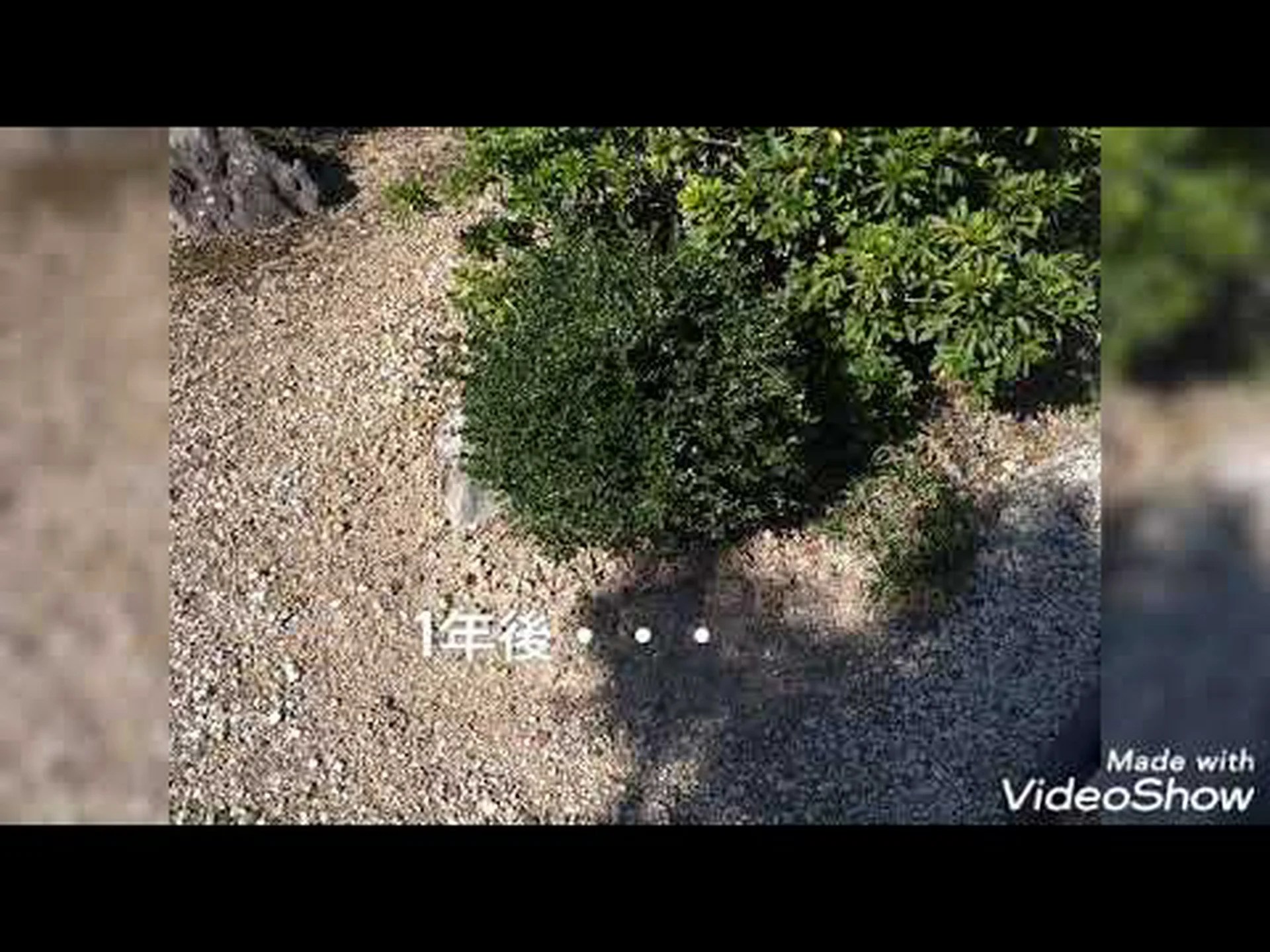 ツゲの木の剪定とメンテナンスのヒント ツゲの木の剪定とメンテナンスのヒント