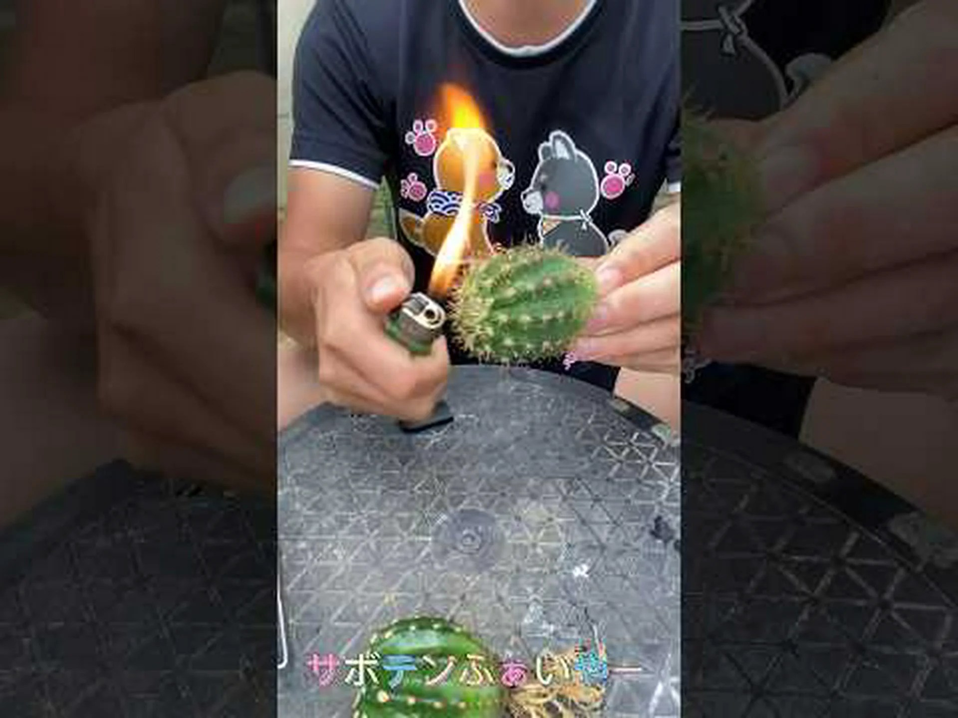 クッションサボテン、マミラリア クッションサボテン、マミラリア