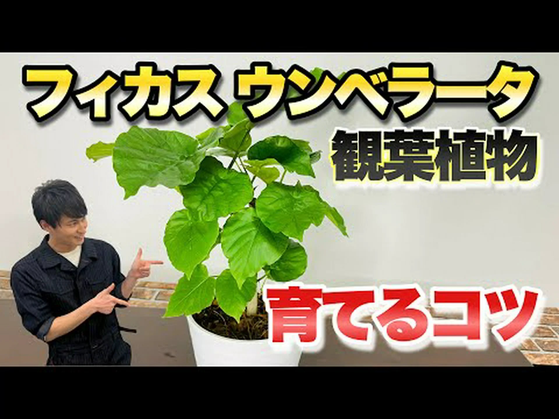 小葉のゴムの木 小葉のゴムの木