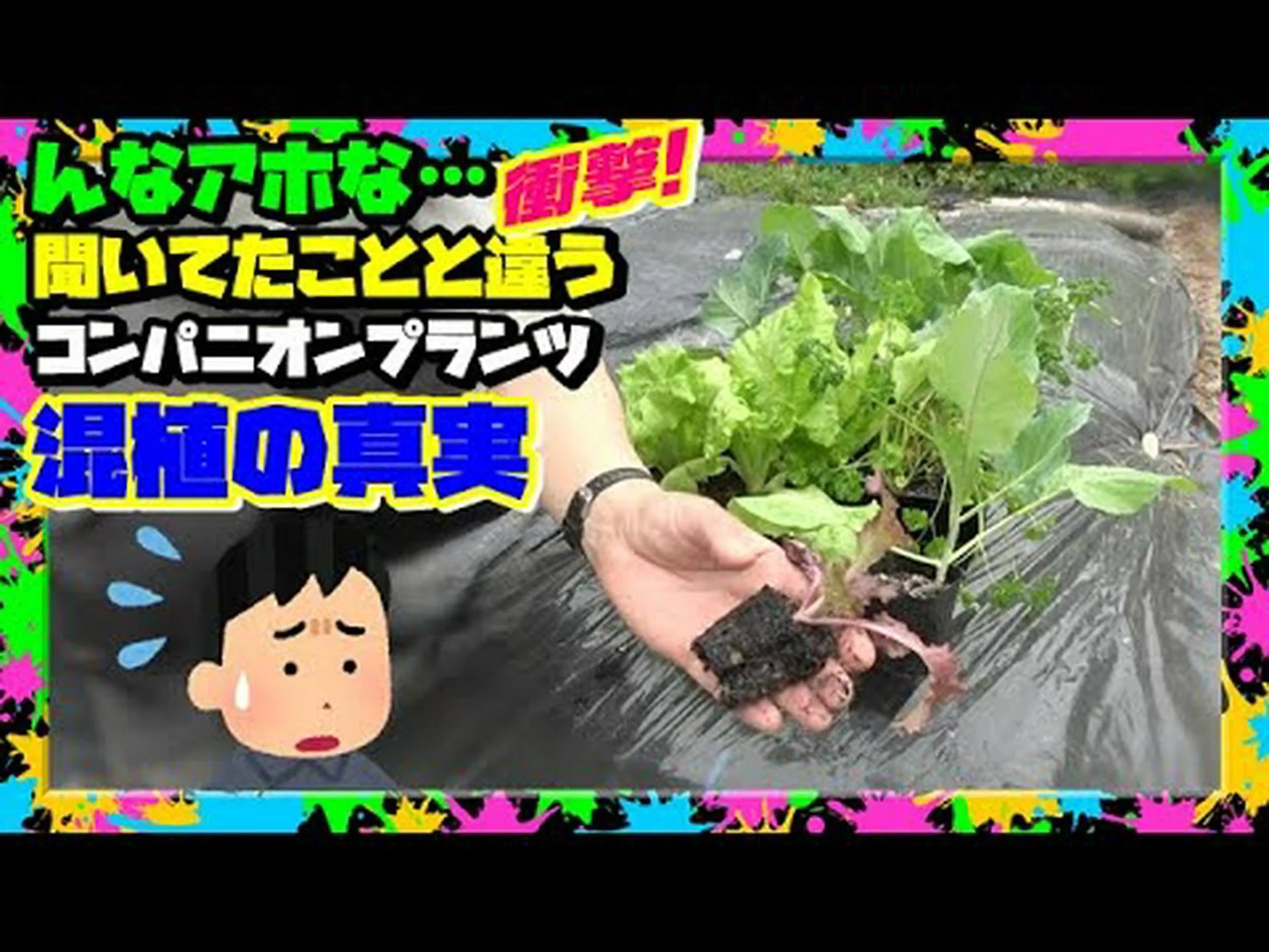 ドーベントン キャベツ、ドーベントン パーペチュアル ケール ドーベントン キャベツ、ドーベントン パーペチュアル ケール