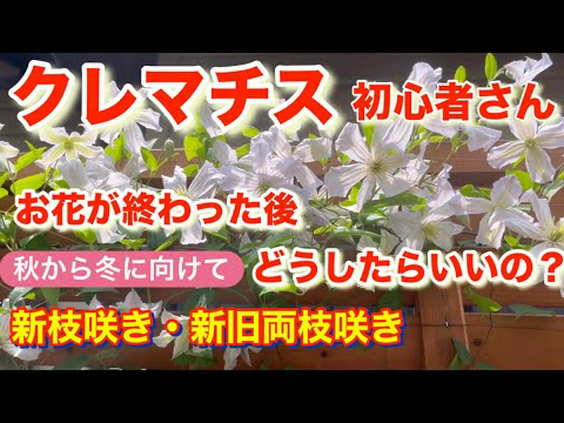 テキサスクレマチス テキサスクレマチス