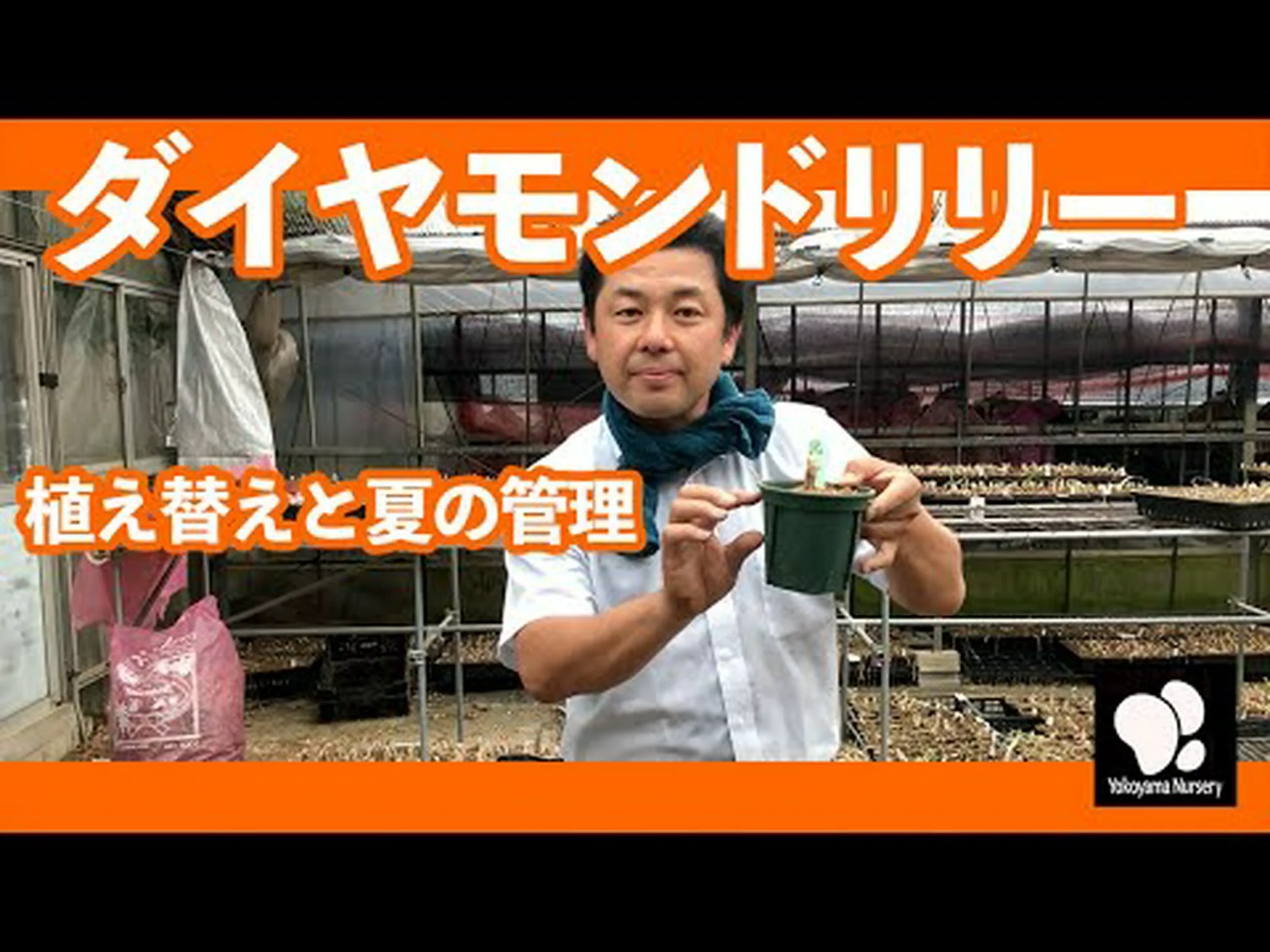 ガーンジーリリー、ネリネ ガーンジーリリー、ネリネ