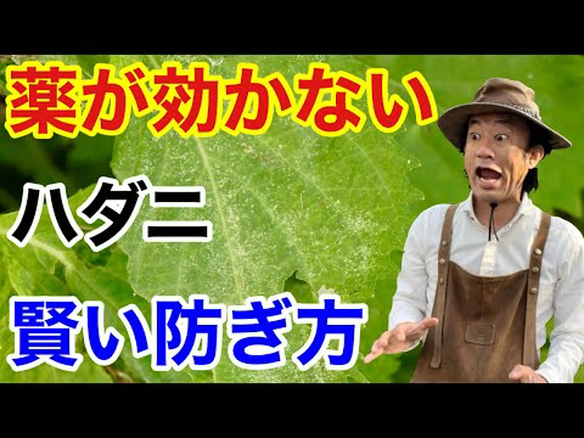 庭のダニとの戦い 庭のダニとの戦い