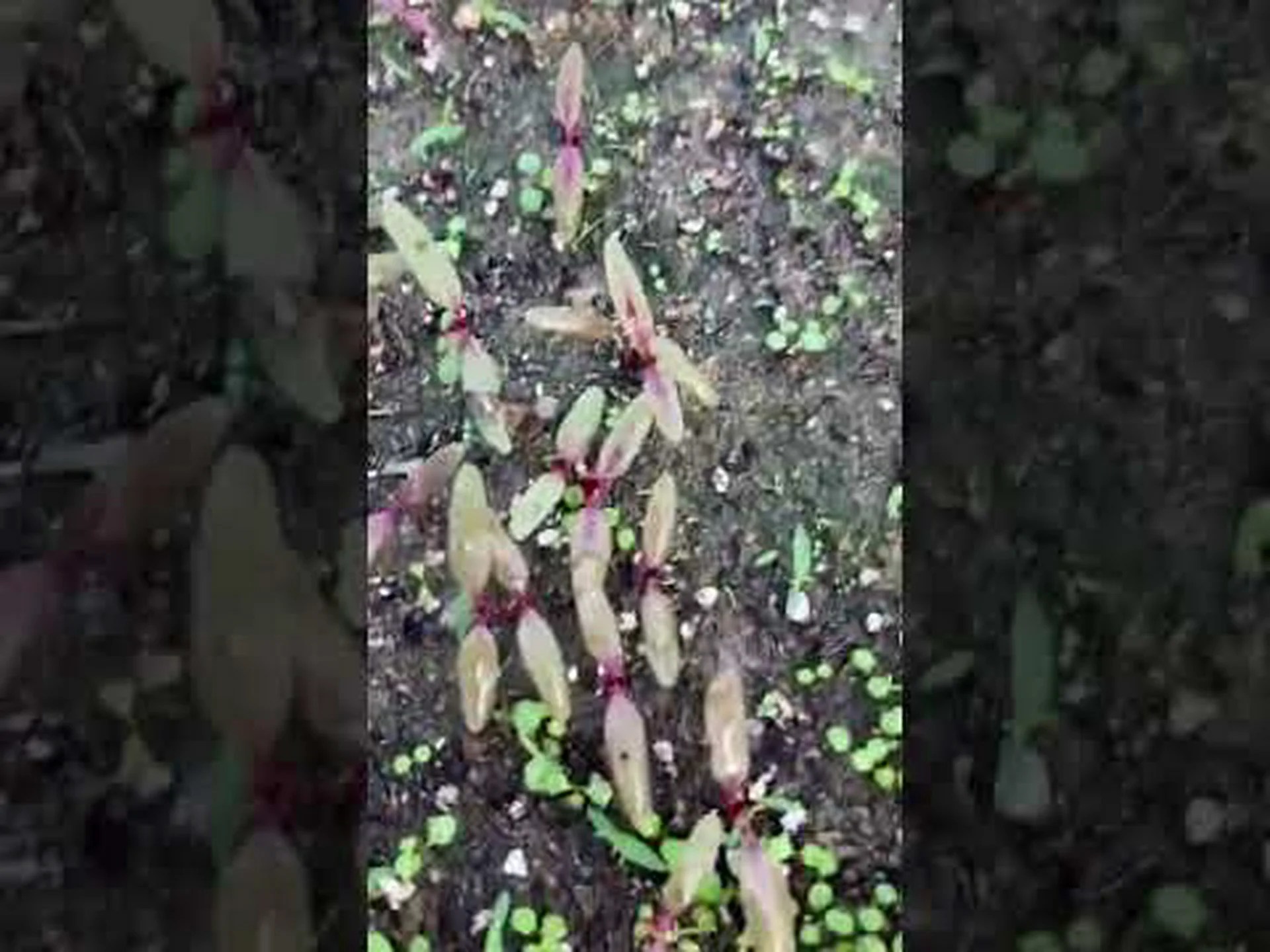 アマランサス、アワ アマランサス、アワ