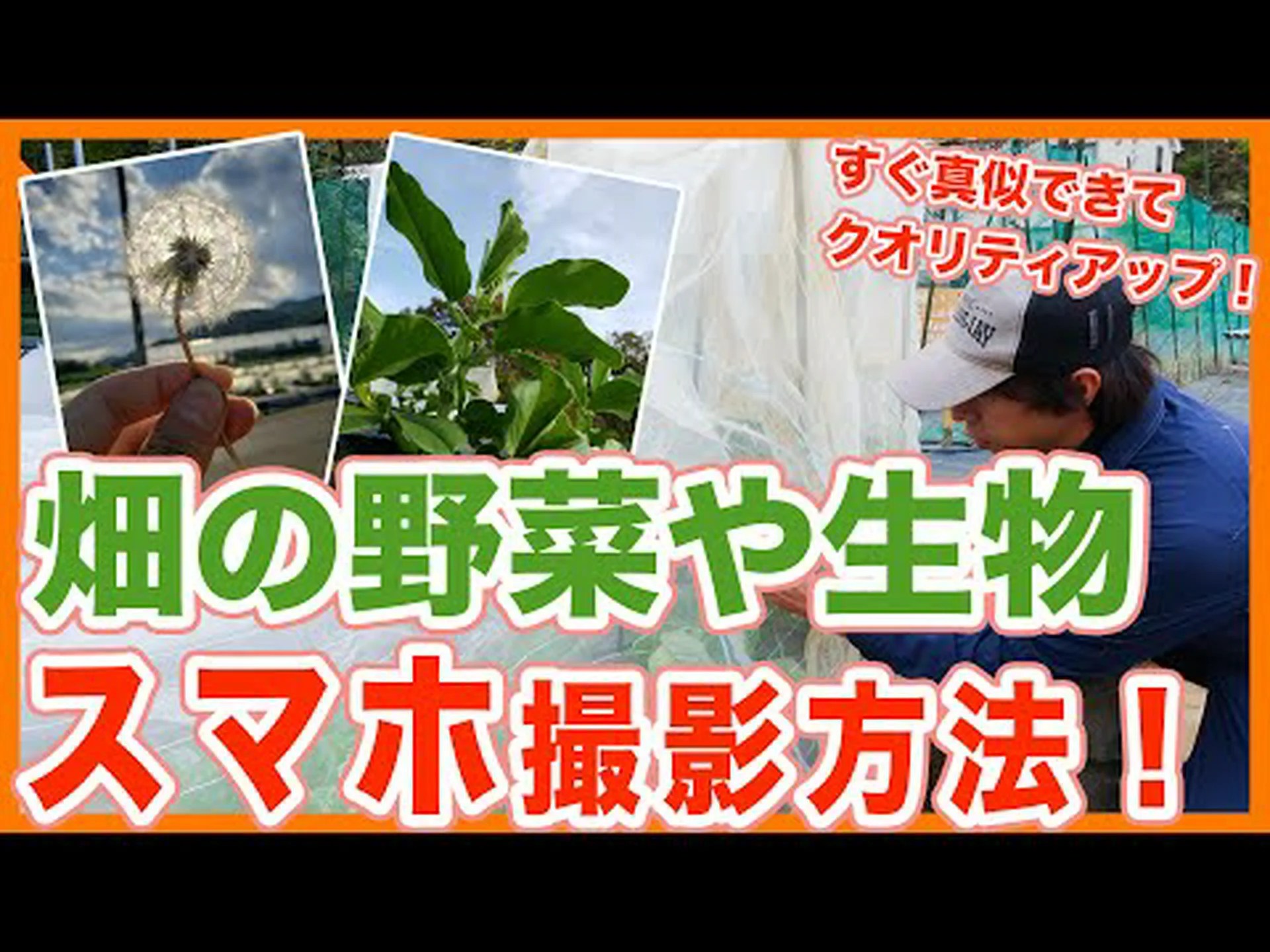 昆虫の写真を撮る 昆虫の写真を撮る