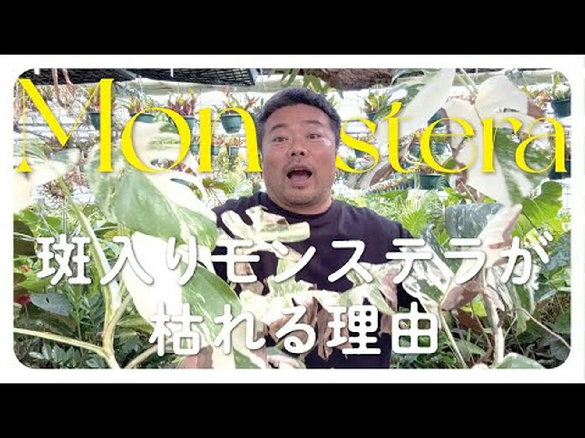 斑入り Eléagnus Maculata Aurea、斑入りスパイシー シャレフ 斑入り Eléagnus Maculata Aurea、斑入りスパイシー シャレフ