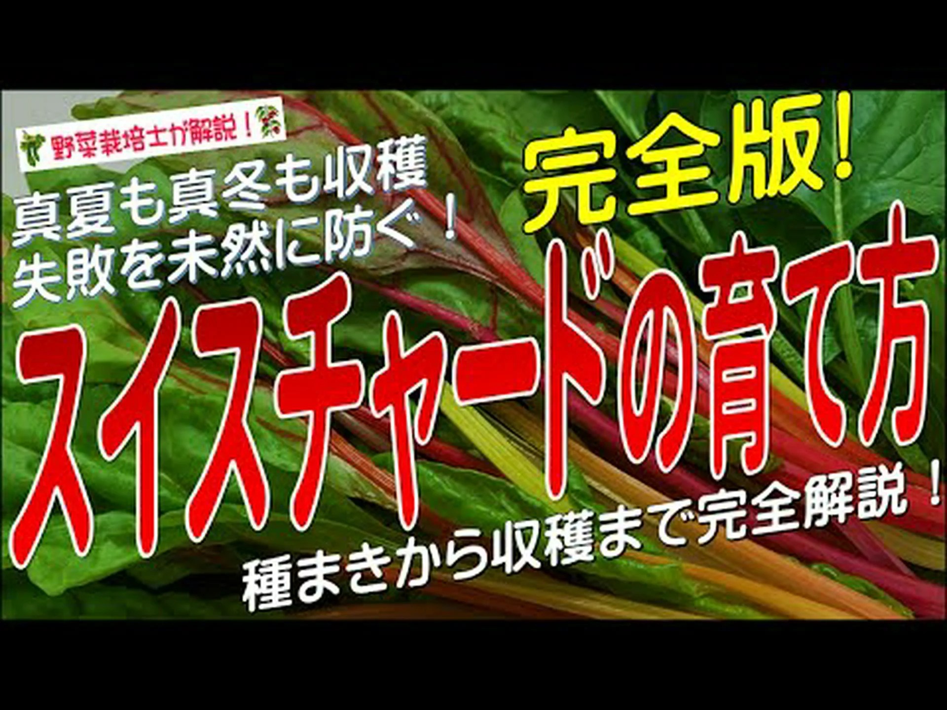 スイスチャード、スイスチャード、ペリー スイスチャード、スイスチャード、ペリー