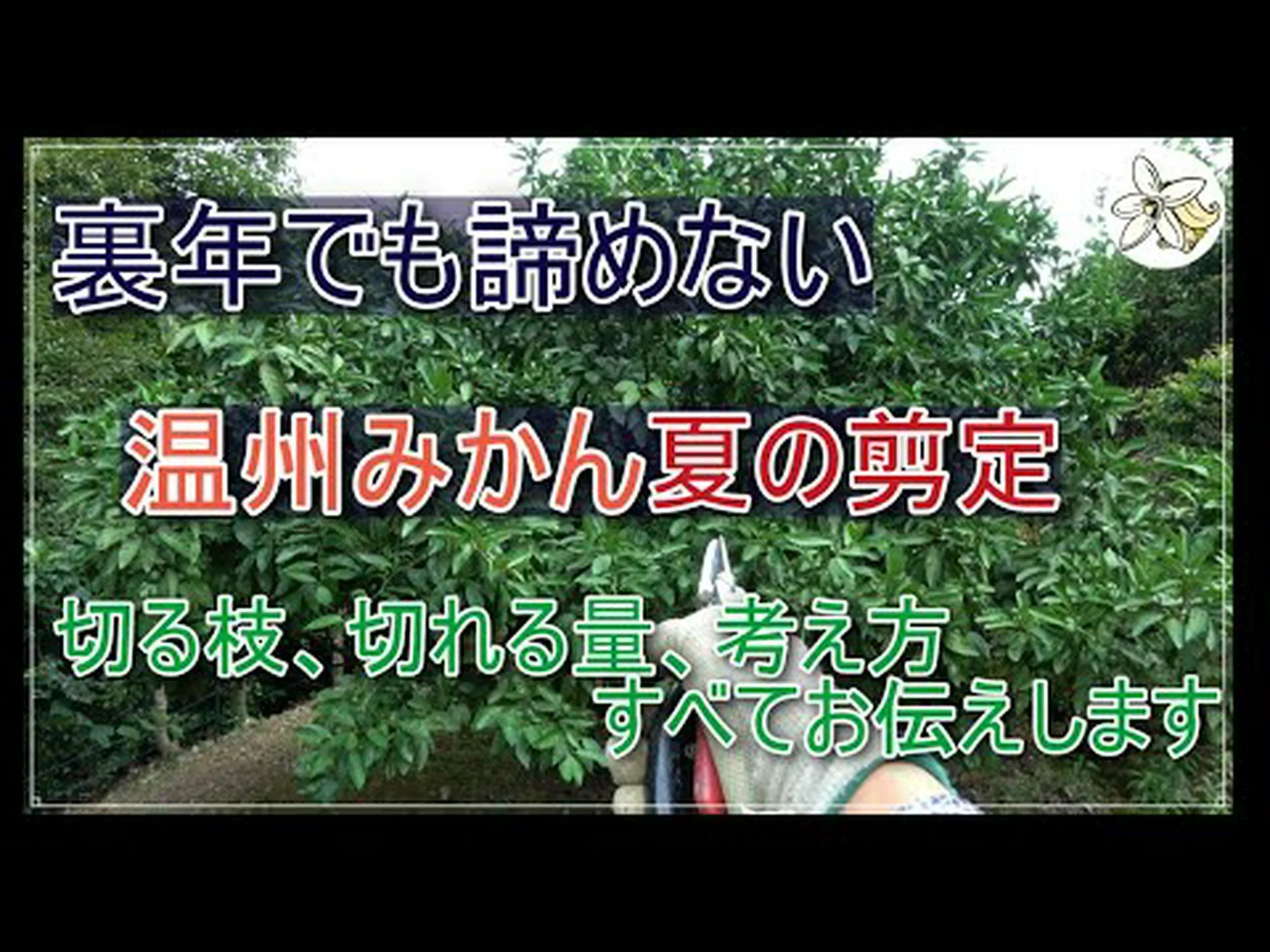 みかんの木(みかん) 薩摩 みかんの木(みかん) 薩摩