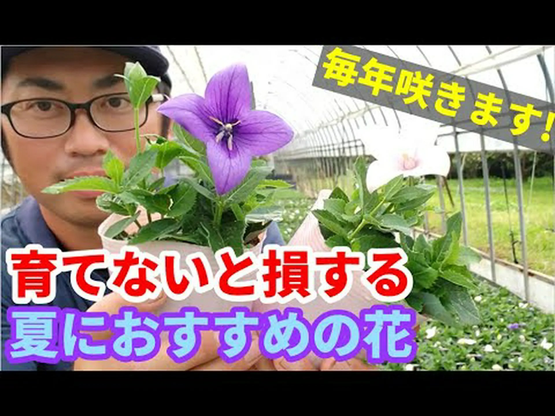 ミルキーキキョウ ミルキーキキョウ