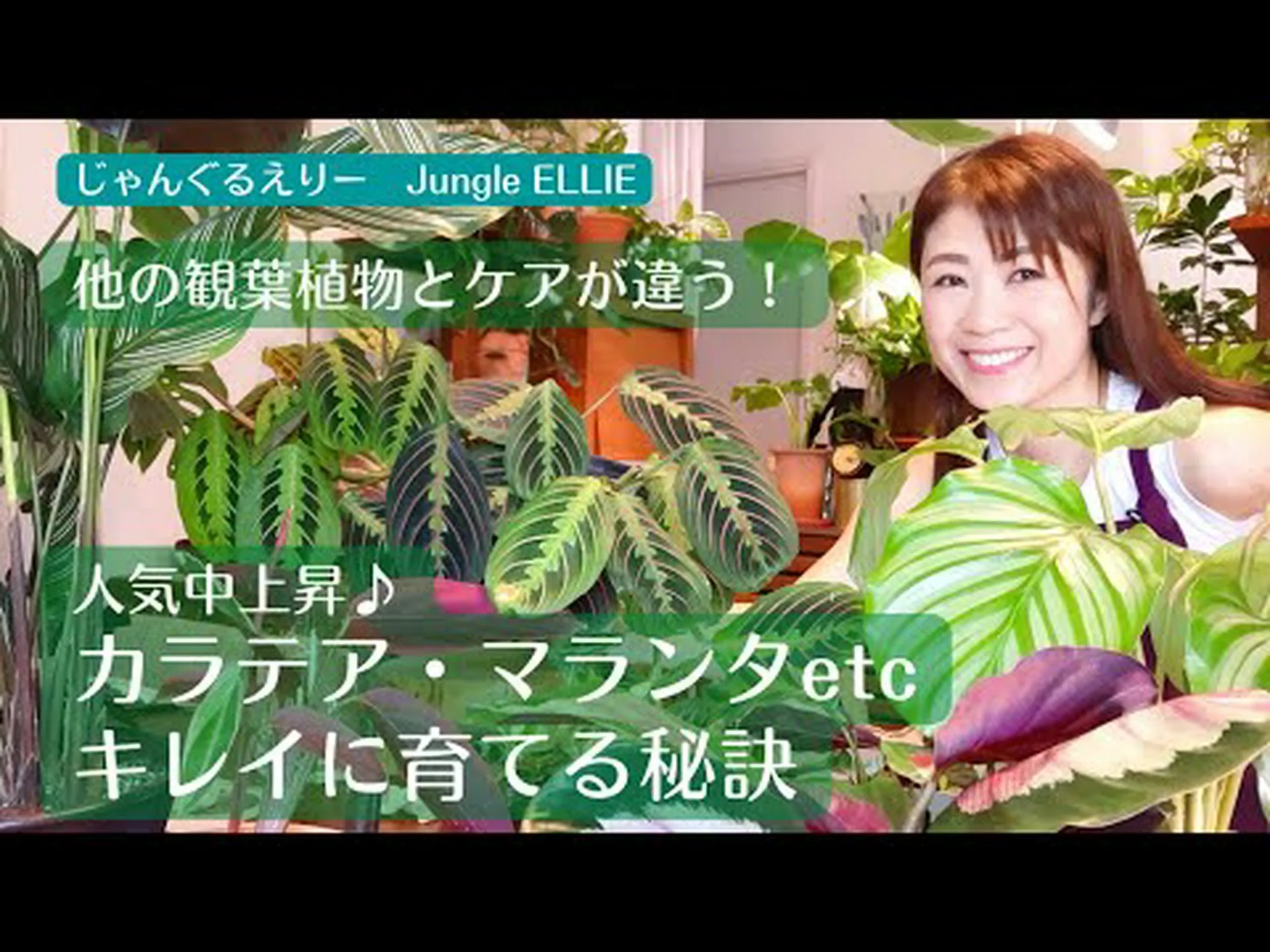 クズウコン、ヤマネ、祈りの植物 クズウコン、ヤマネ、祈りの植物