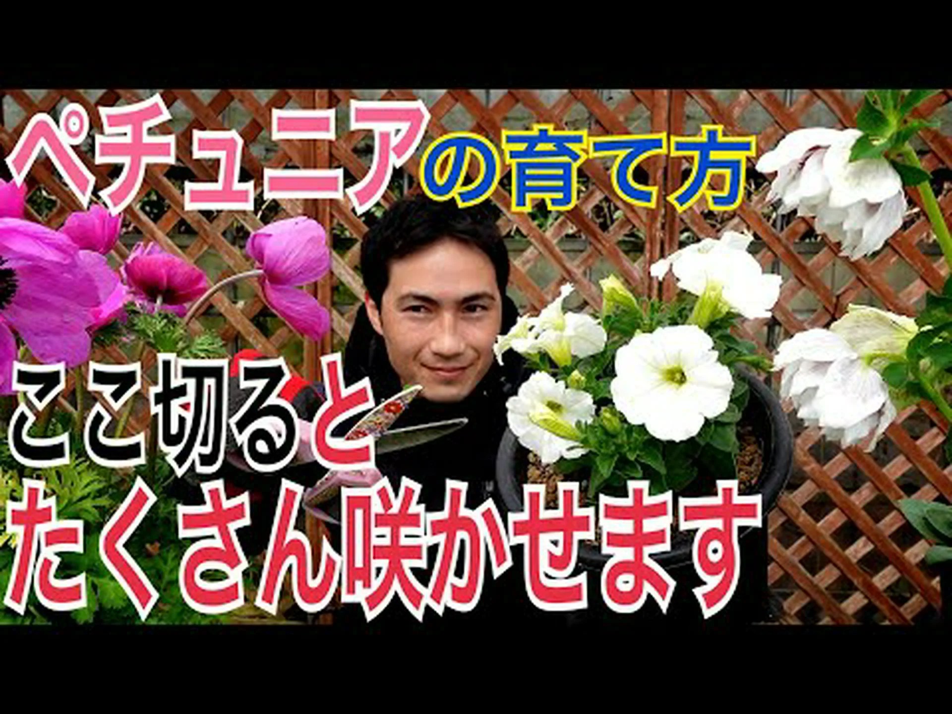 ペチュニア ペチュニア