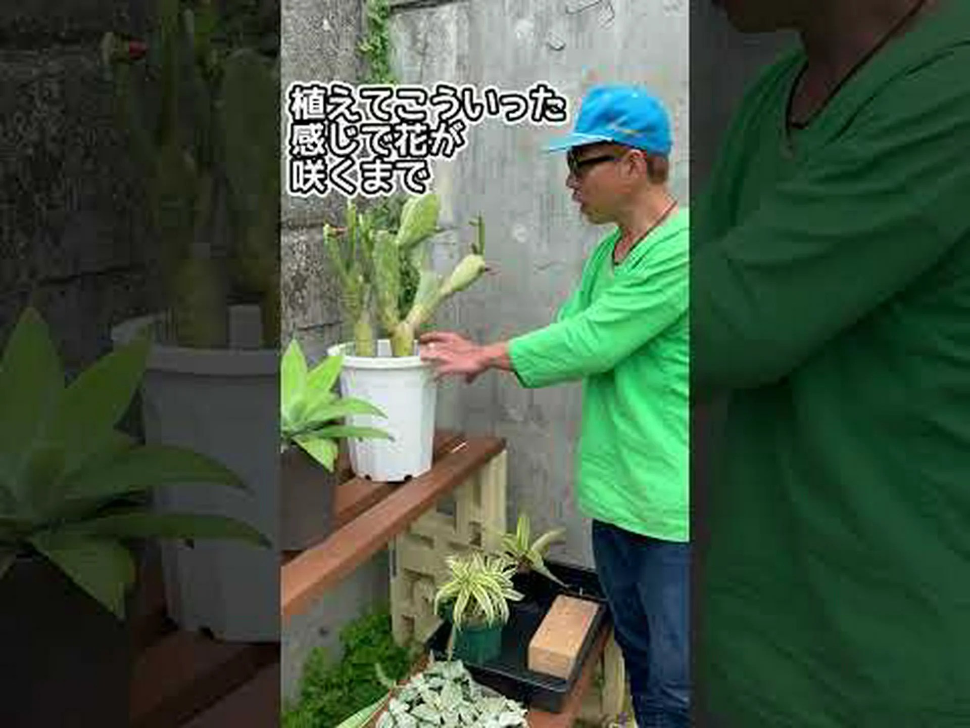 赤い花を持つ地下ウチワサボテン 赤い花を持つ地下ウチワサボテン