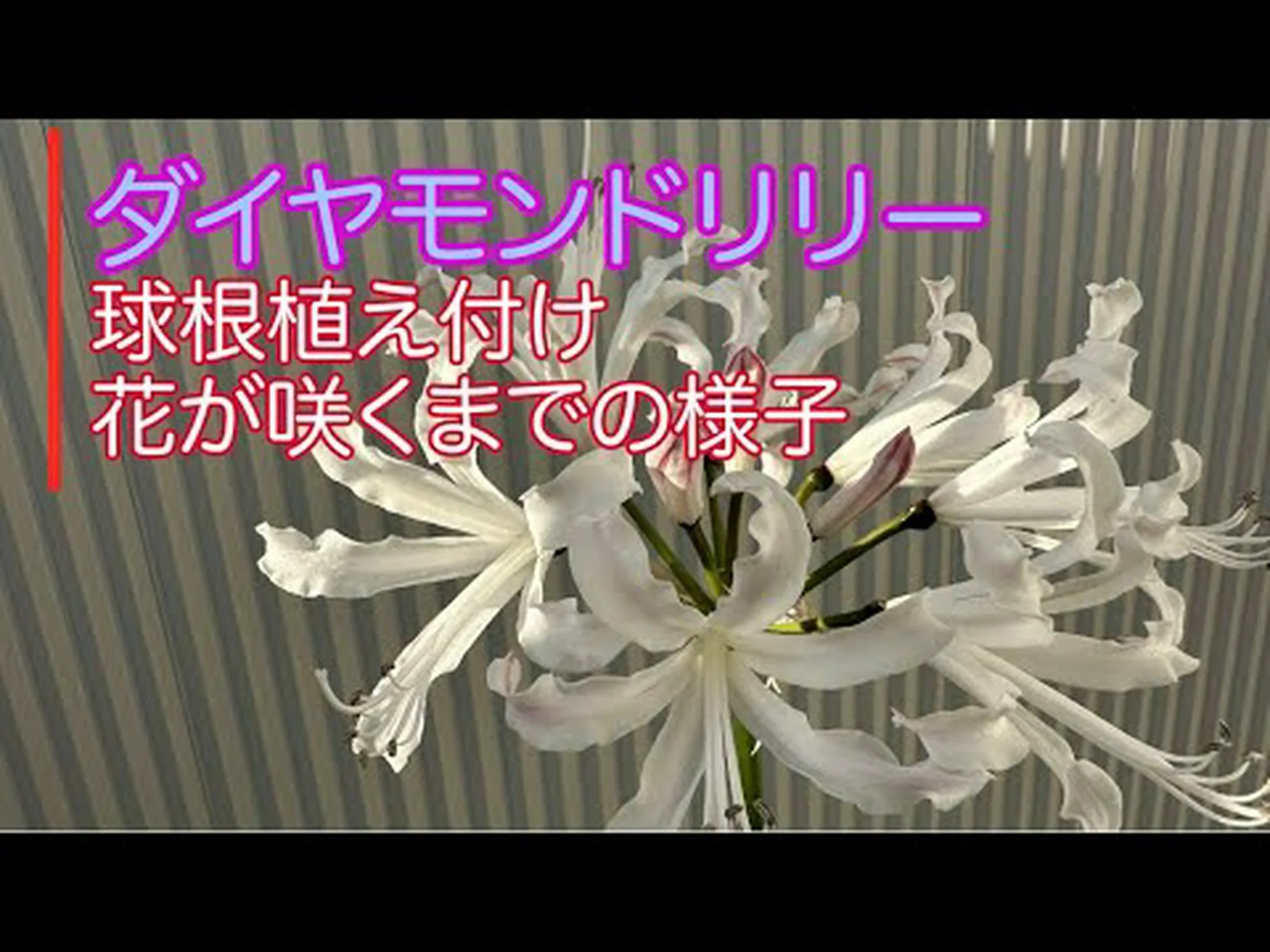 ネリネス ネリネス