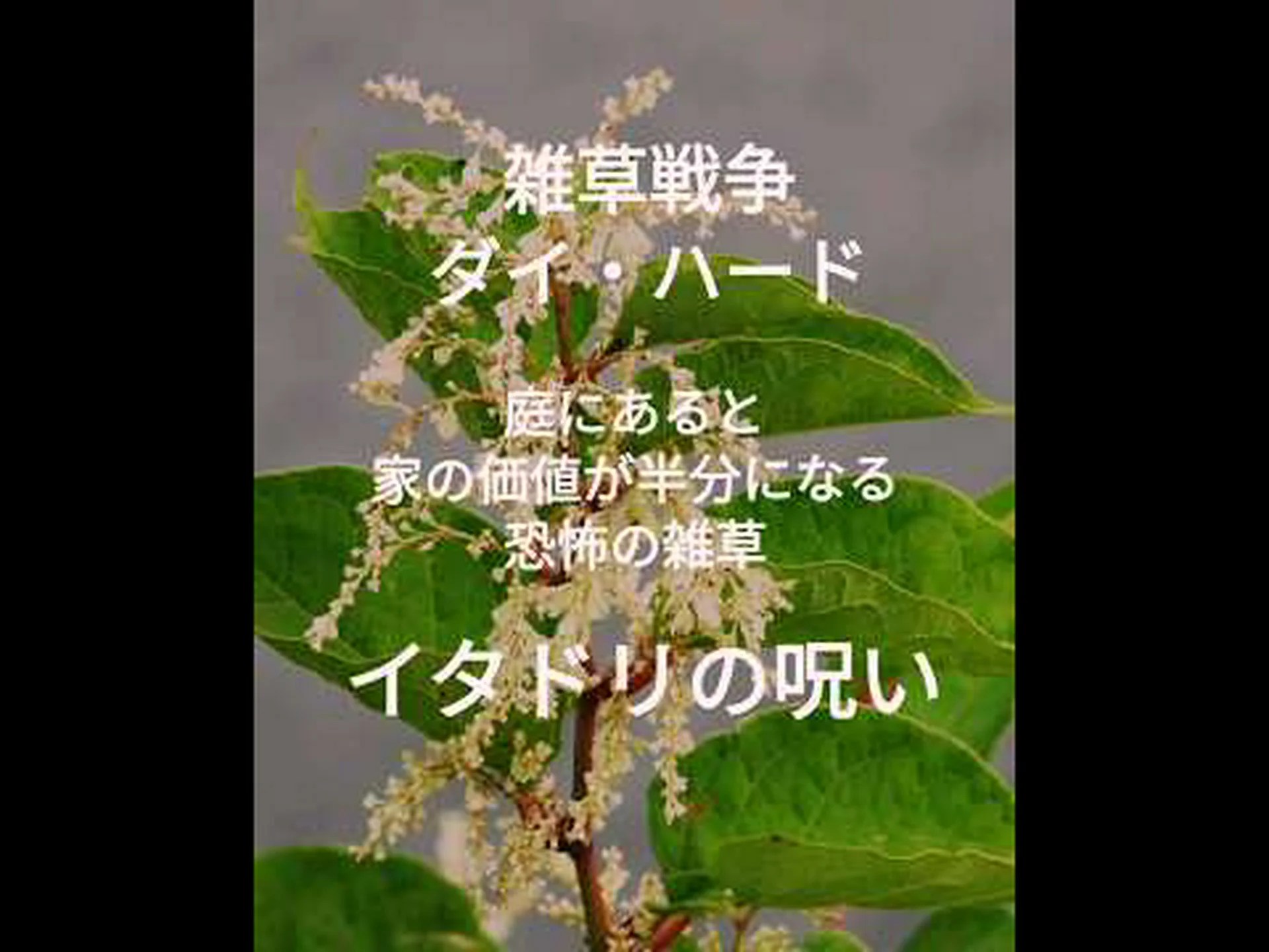 イタドリ イタドリ