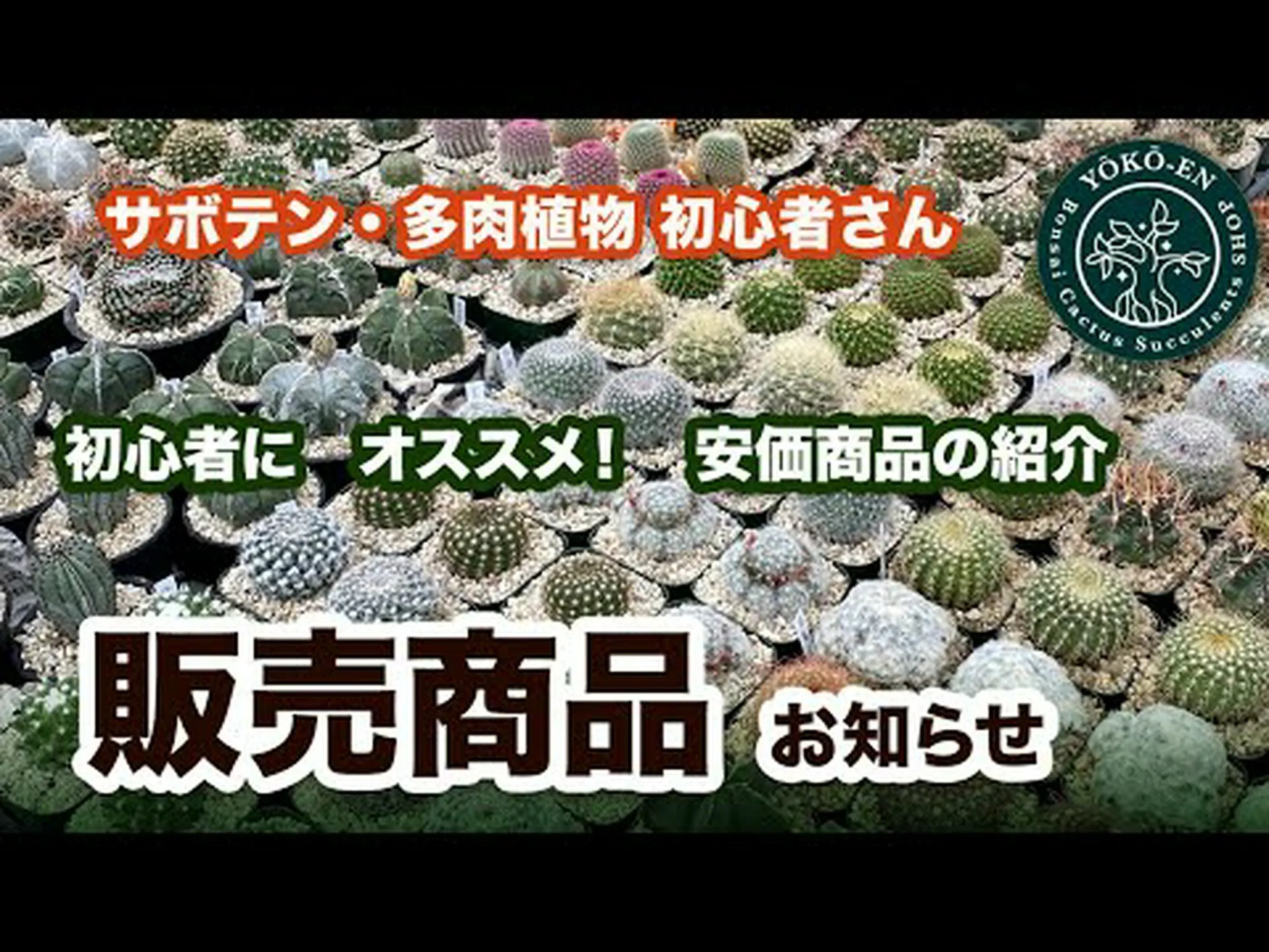 カンジダサボテン、気楽な多肉植物 カンジダサボテン、気楽な多肉植物