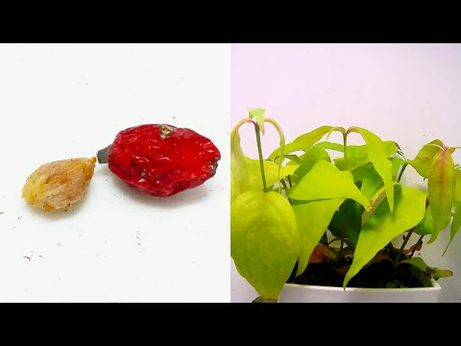 開花ハナミズキ、フロリダ ハナミズキ、ハナミズキ 開花ハナミズキ、フロリダ ハナミズキ、ハナミズキ