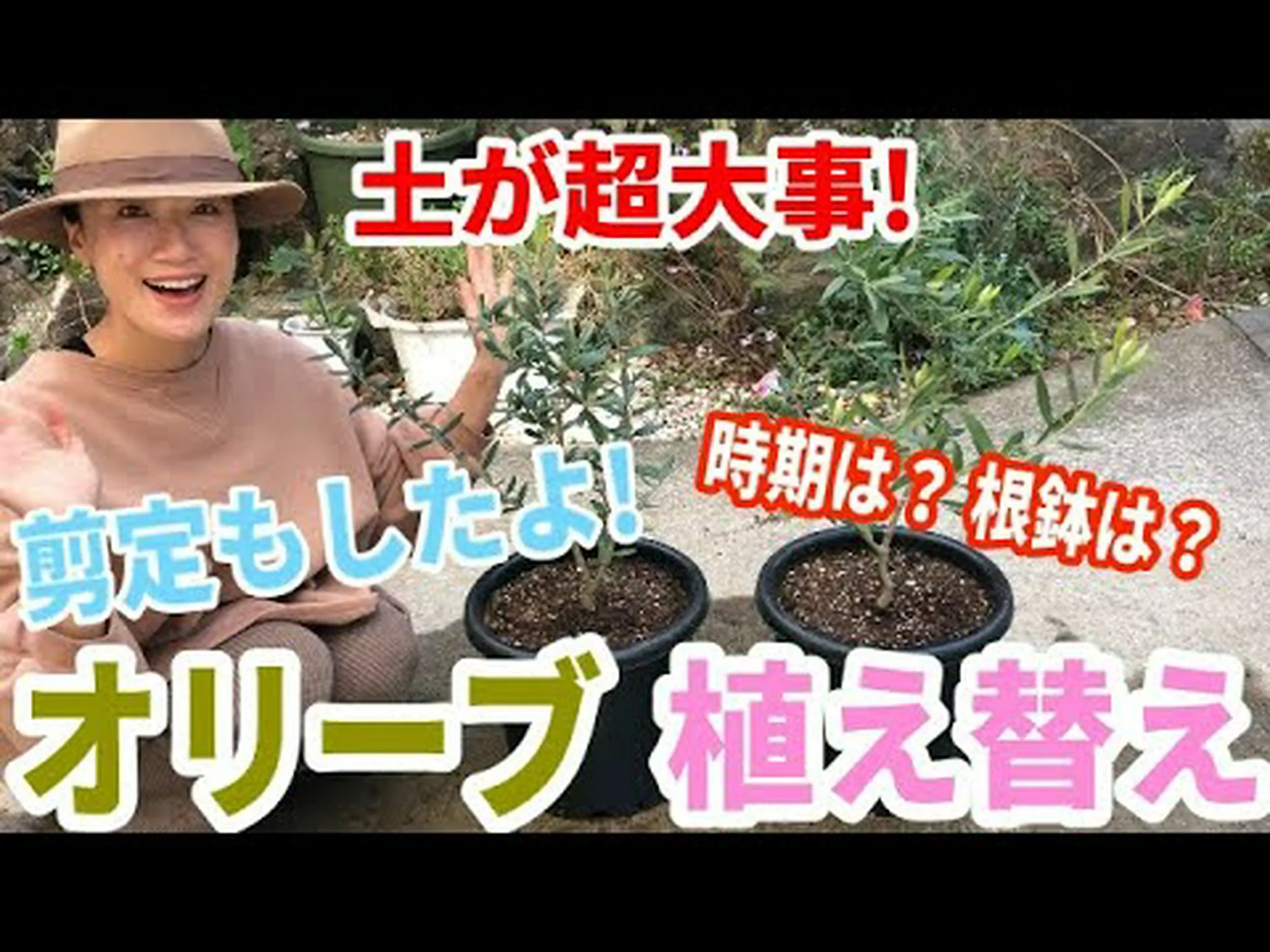 オリーブの木を鉢に植える オリーブの木を鉢に植える