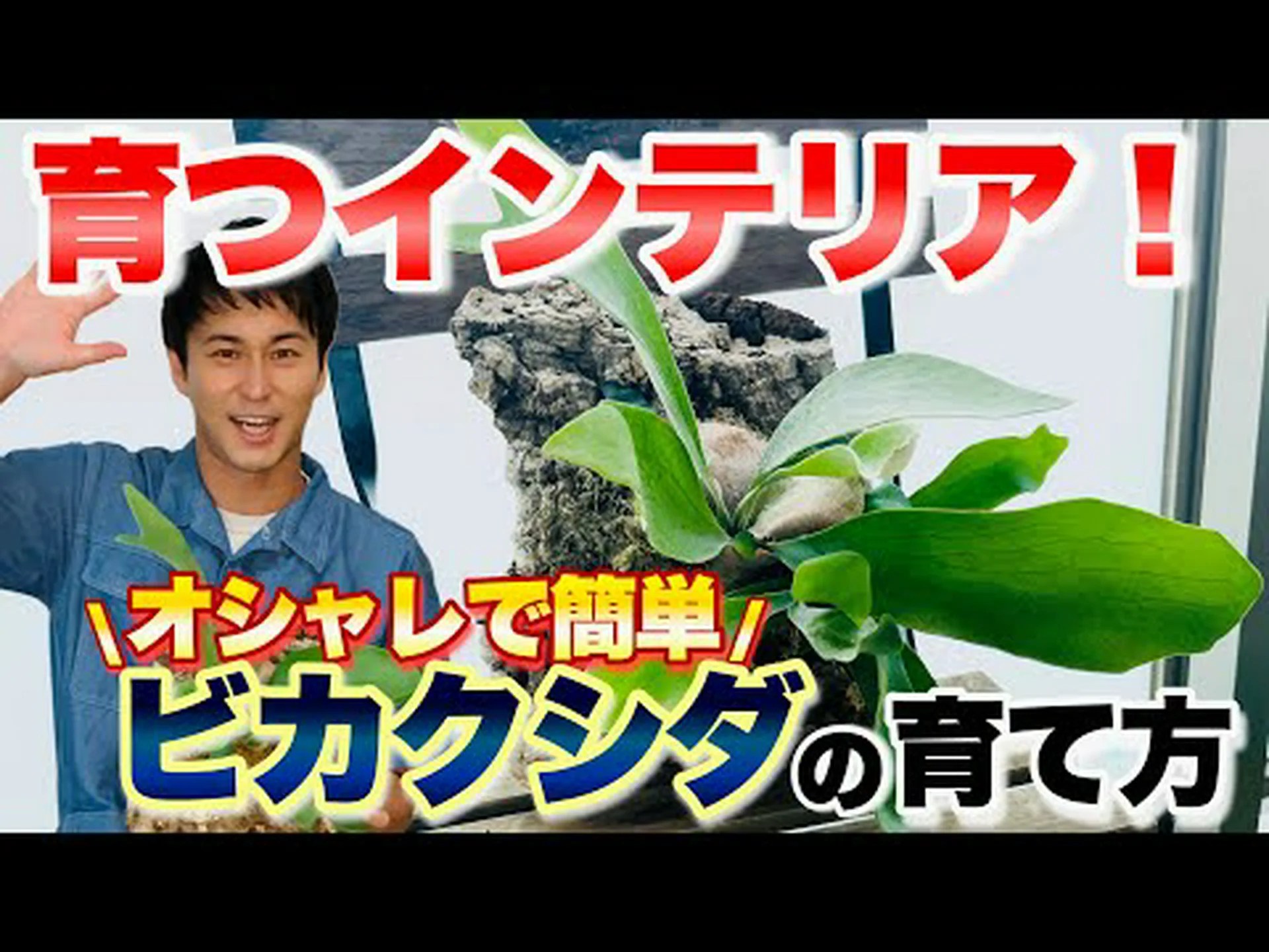 コウモリ コウモリ