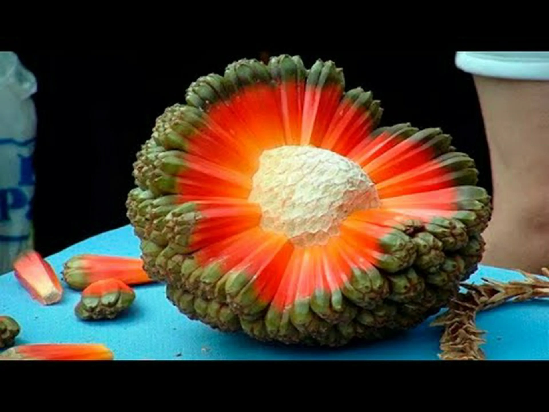 サボテンの食用果実 サボテンの食用果実