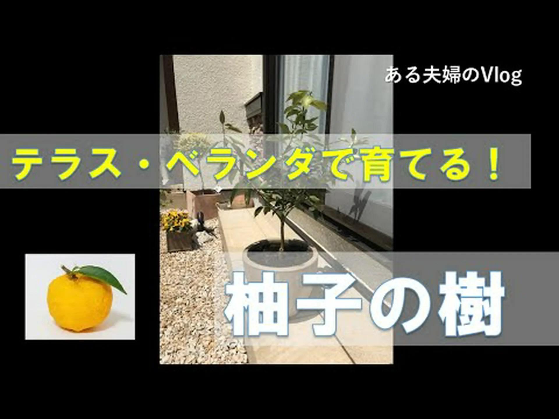 ゆずの木 ゆずの木