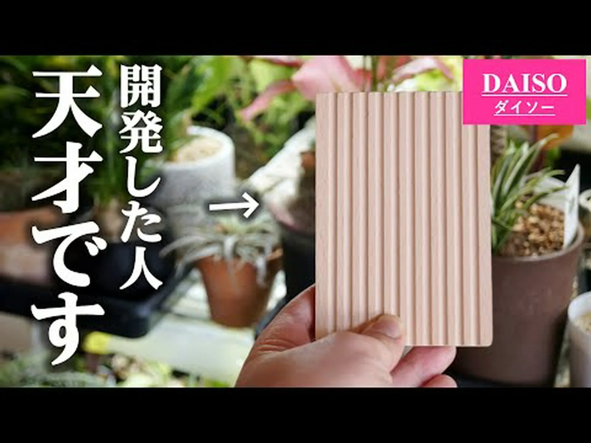 糸葉ティランジア 糸のような空気の娘 糸葉ティランジア 糸のような空気の娘