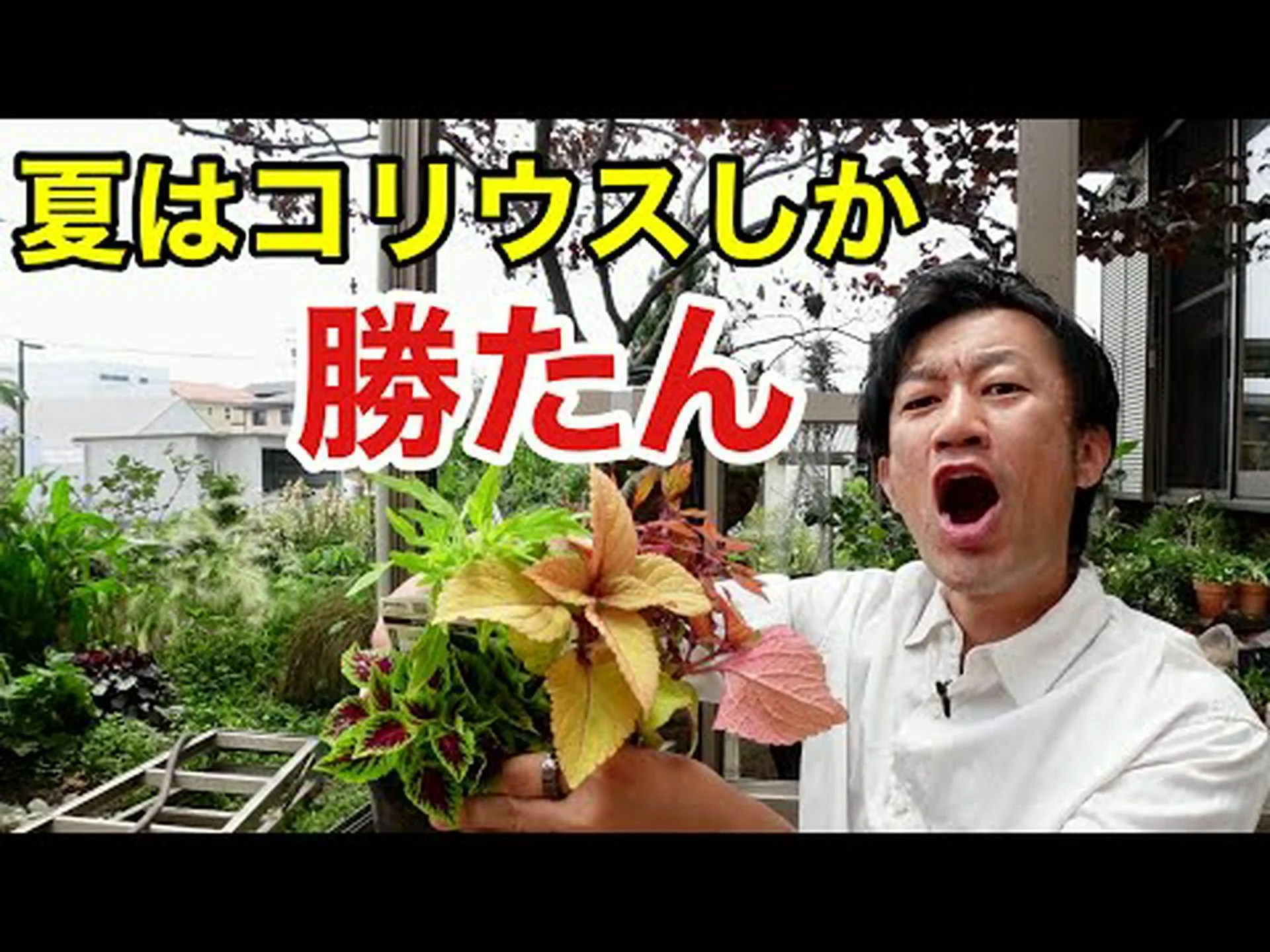 コリウス、コリオール コリウス、コリオール