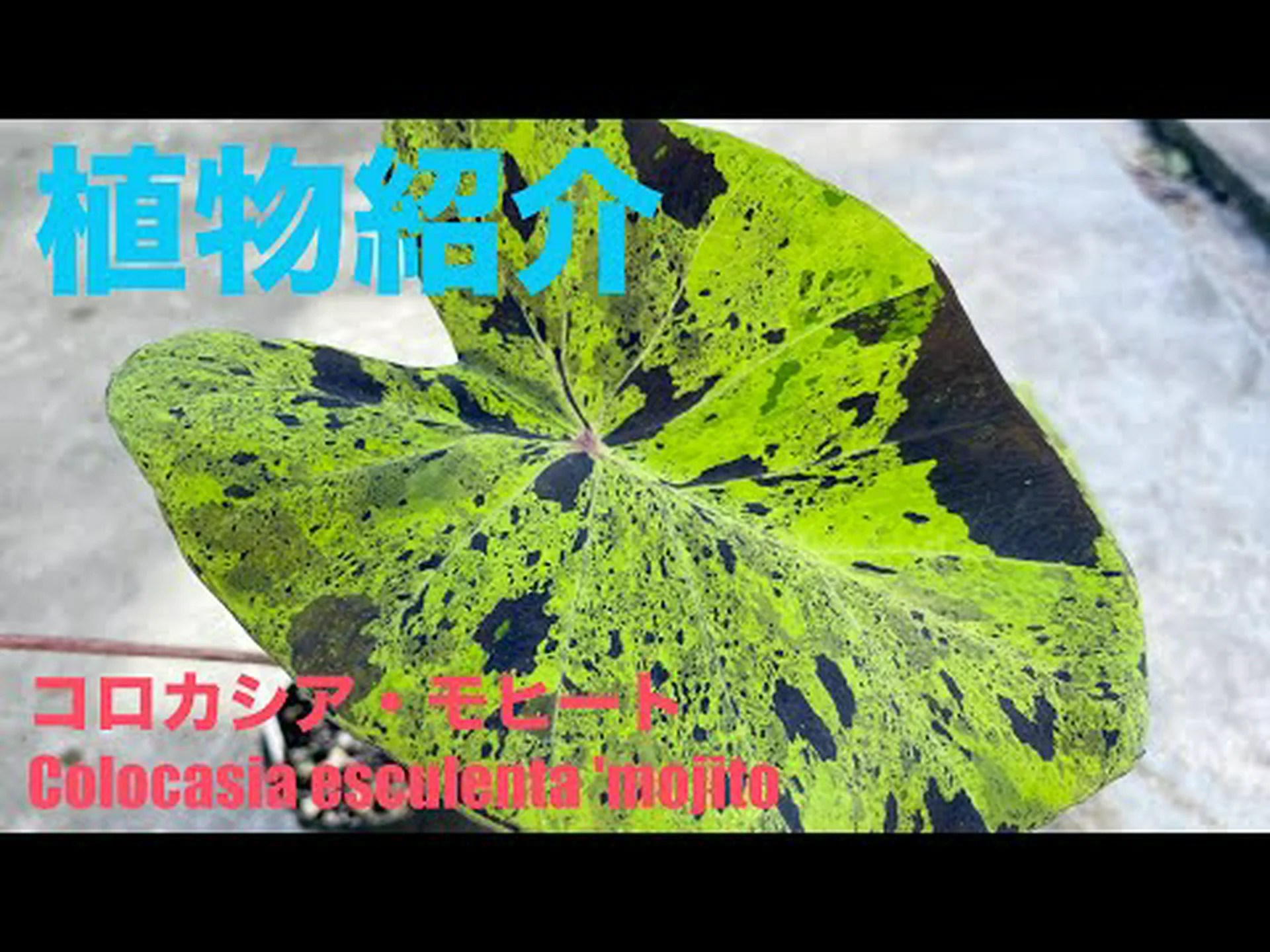 素朴なコロカシア、庭に最適な素晴らしい葉を持つエキゾチックな植物 素朴なコロカシア、庭に最適な素晴らしい葉を持つエキゾチックな植物